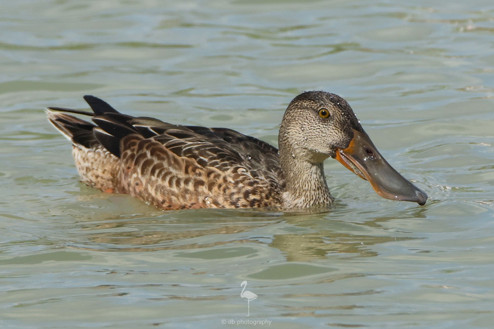 A brown patterned duck floating in the water, it has a distinguishing wide shovel shaped beak. Taken at El Hondo, Alicante, Spain.