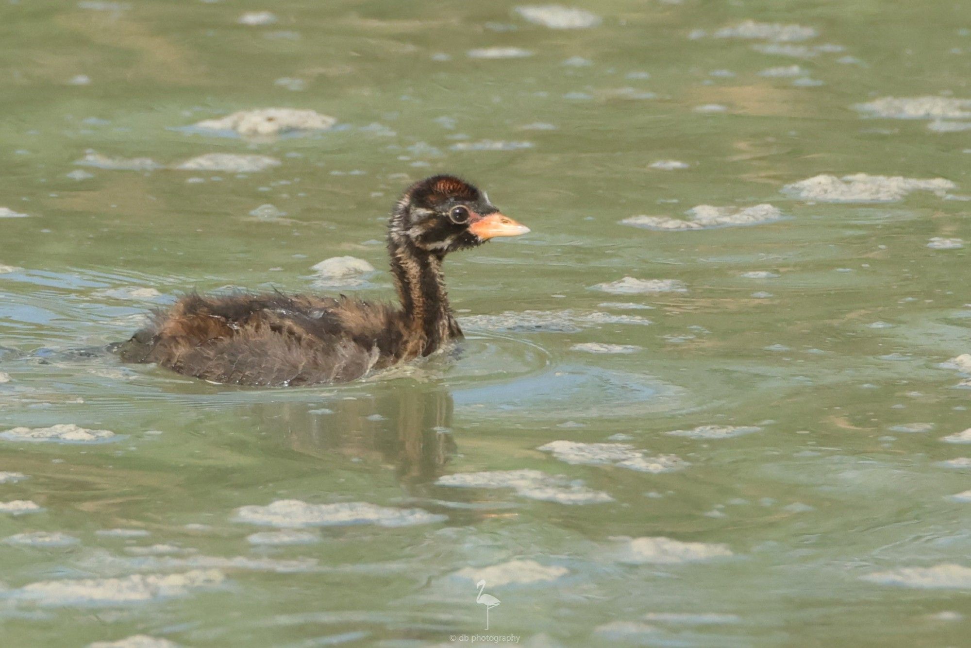 Little Grebe dabchick in its brown & black stripy pajamas. All fluffy, floating on the water and showing off its orange beak while it paddles fast towards its surfacing mother (not in image).