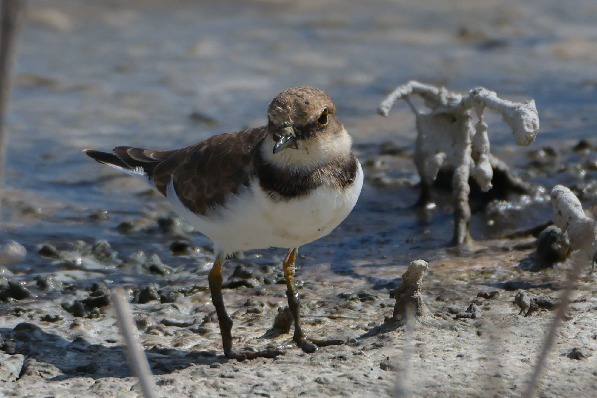 Four photos of a Little ringed Plover, turning its head in all directions, in order to look up in the sky for predators. Seen bigger dragonflies today than this guy.