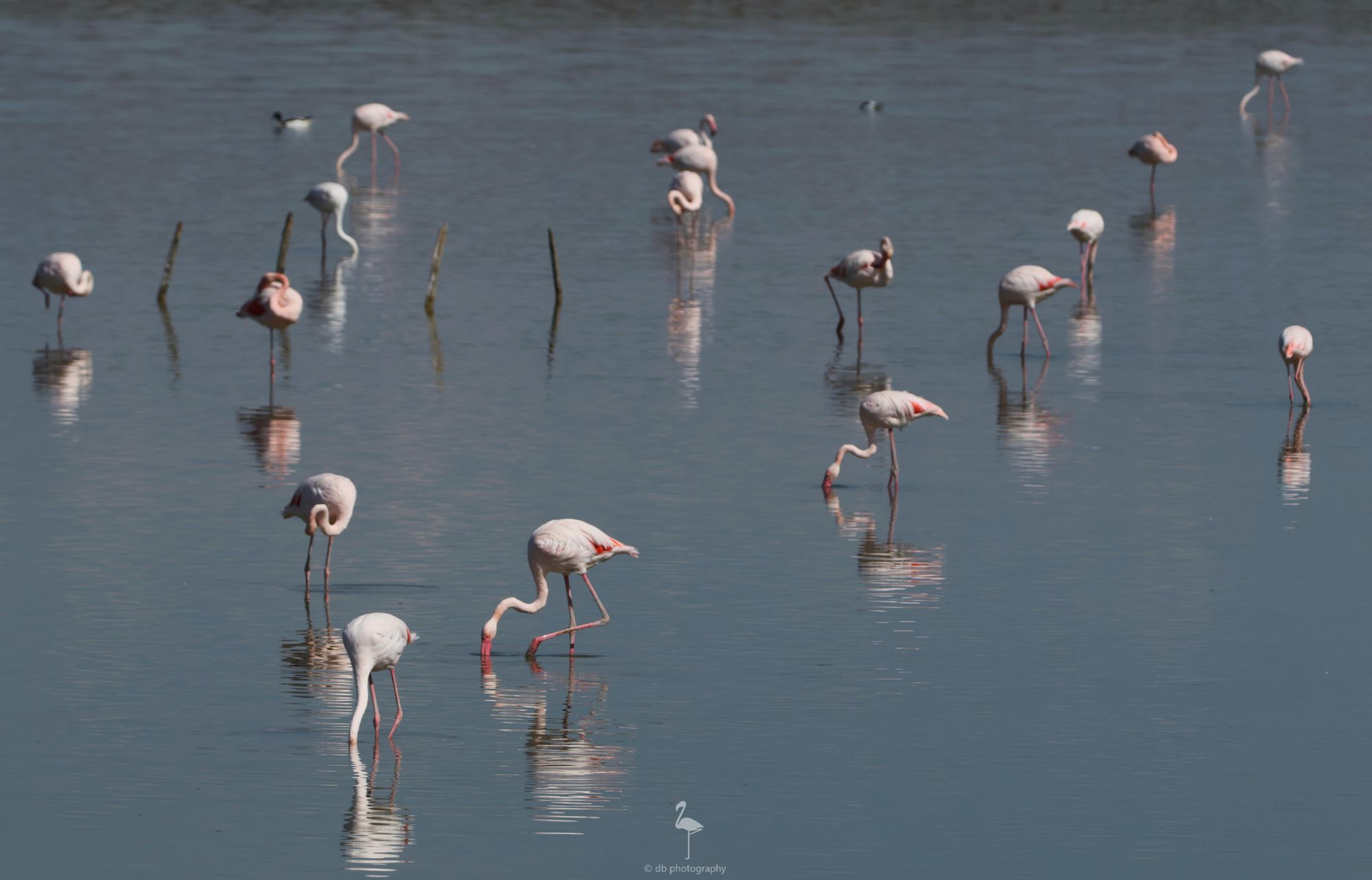 A calm lake early morning. In the image is a couple of dozen Greater Flamingos rousing from sleep. Some are still with their heads tucked into their wings on their backs, some preening, others already getting down to the task at hand and feeding. Wavy reflections show in front of each bird in the water. Taken at El Hondo, Alicante, Spain.