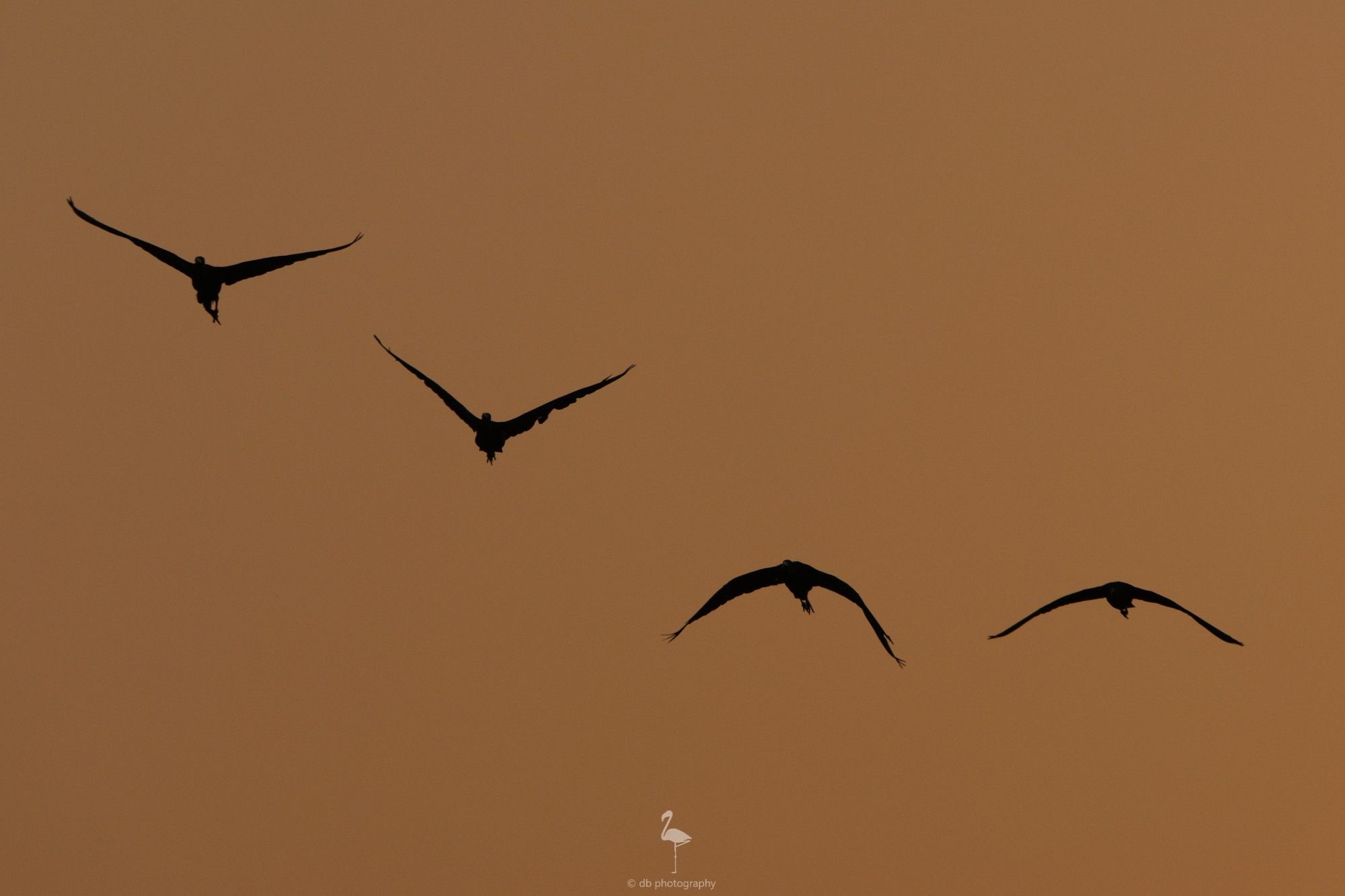 A silhouette photo of four Glossy Ibis coming into the wetland to start the day. The background is just about getting orange as the daylight starts. Taken at El Hondo, Alicante, Spain.