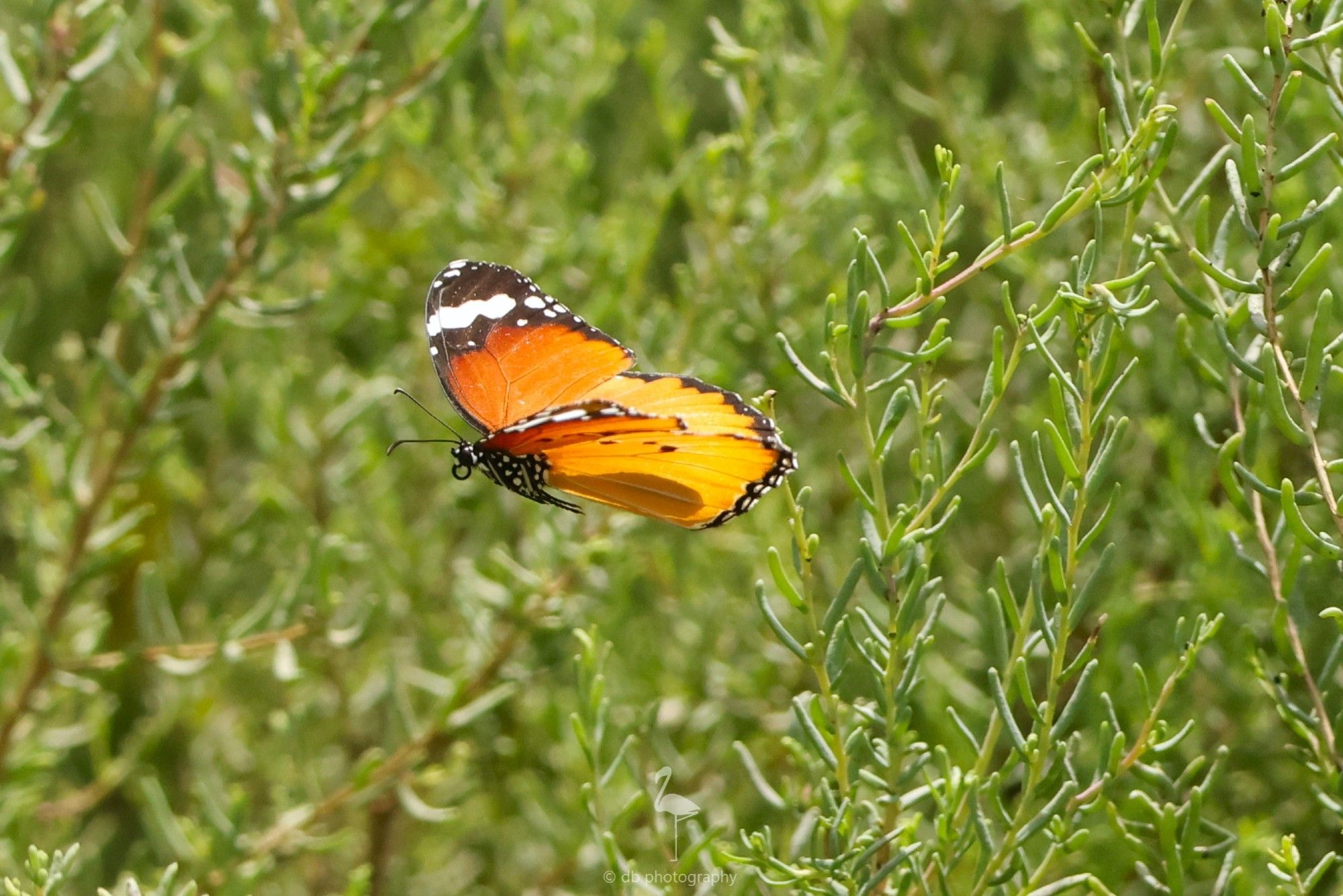 Plain Tiger butterfly in flight. It looks very similar to the African Monarch.
Overall orange with large black wing tips that are streaked white in the black. They also have black spots in the wings, arranged in an arc pattern. The body is black and speckled with white spots, opposite to a Dalmation. The proboscis is, as usual, curled up during flight.