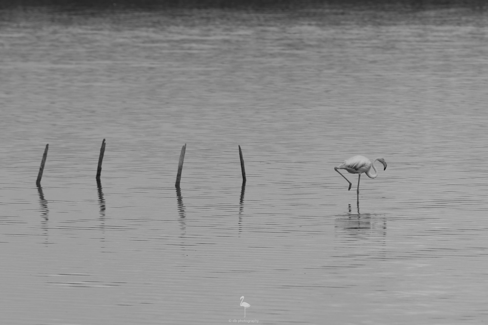 Black and white image of four poles and a solitary flamingo on a lake. The wind is rippling the water surface.