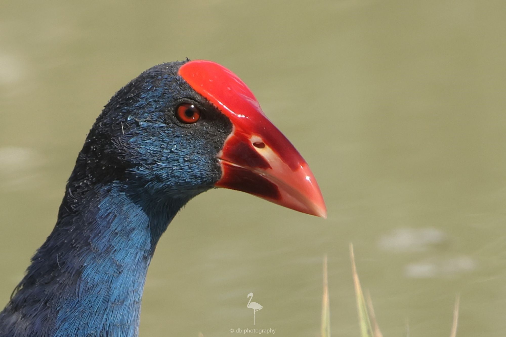 Portrait headshot of a blue feathered wetland bird, with a red beak. There are water drops on the feathers from its foraging.  