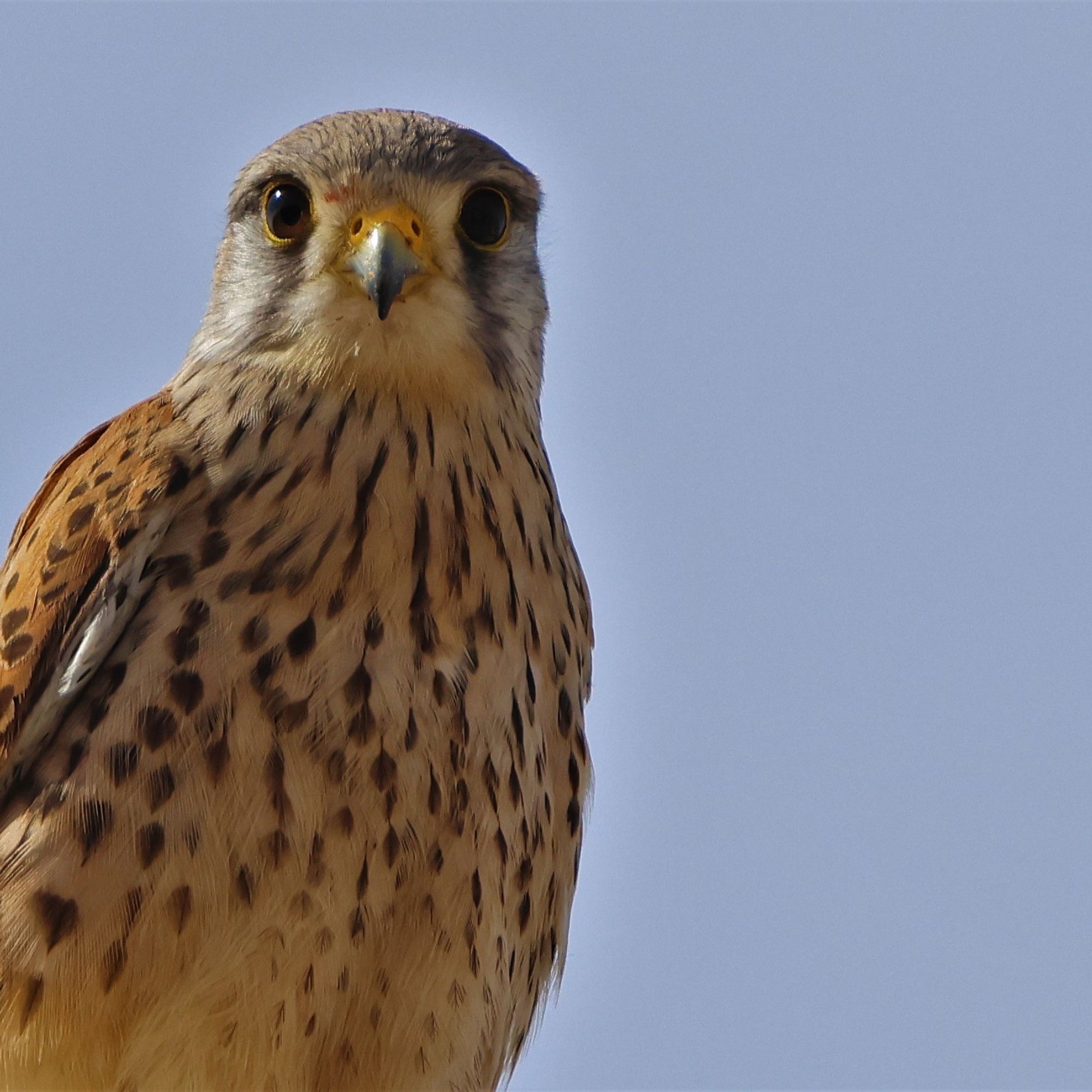 A close up picture of a small raptor (bird of prey) looking at the photographer. It is a male Eurasian Kestrel, with brown splotches on its white chest, and rusty coloured wings and the same splotches.
What a beauty! Taken in Alicante province, Spain.