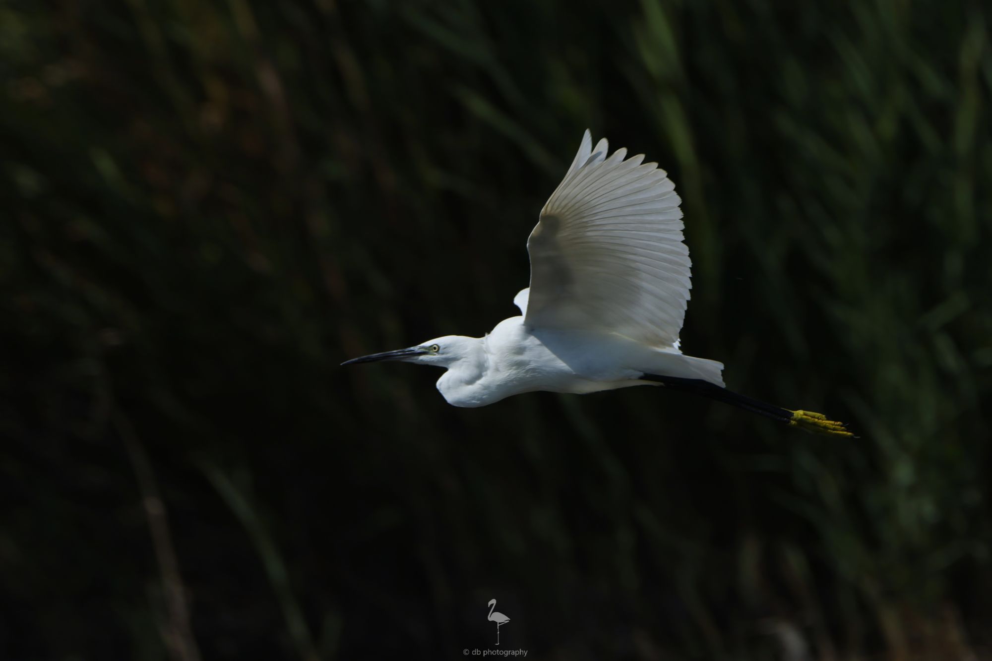 A white bird in flight, wings up and neck folded in an S shape. It is flying right to left trailing its black legs and yellow feet behind. The background is a wall of reeds. Taken at El Hondo, Alicante, Spain.