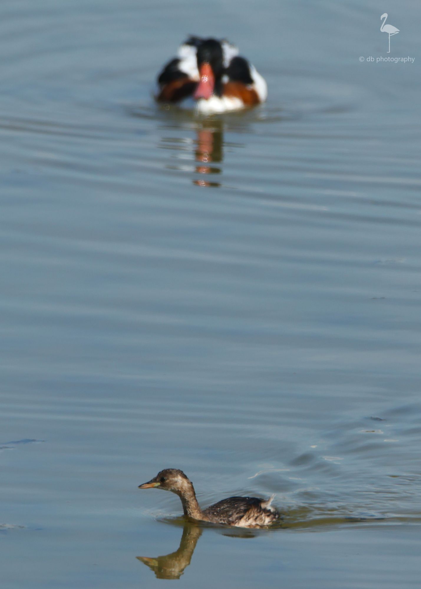 At the bottom of the image is a Little Grebe, hurriedly intent on getting somewhere. At the top of the picture and out of focus, is a Shelduck, twice its size and keenly watching the Grebe. Grebes can be such buggers at chasing others away, the duck is being understandably careful! Taken at parque de El Hondo, Alicante, Spain.