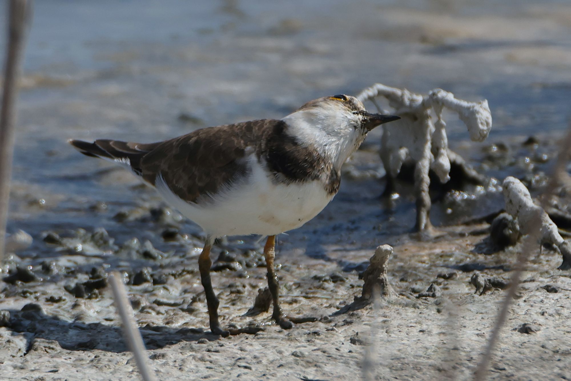 Four photos of a Little ringed Plover, turning its head in all directions, in order to look up in the sky for predators. Seen bigger dragonflies today than this guy.