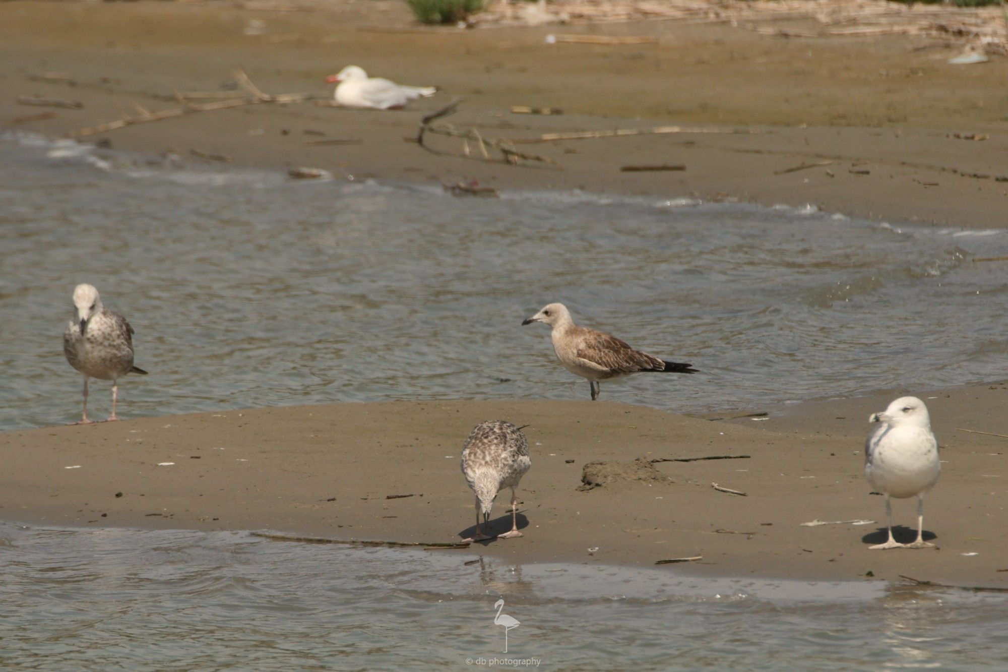 A photo showing 5 gulls. The top one with a reddish bill is a Slender-billed Gull, the middle one, facing sideways is an immature Audouin's Gull and the other three are all Yellow-legged Gulls. I find ageing YLGs not easy but would say 2nd and 3rd winter?