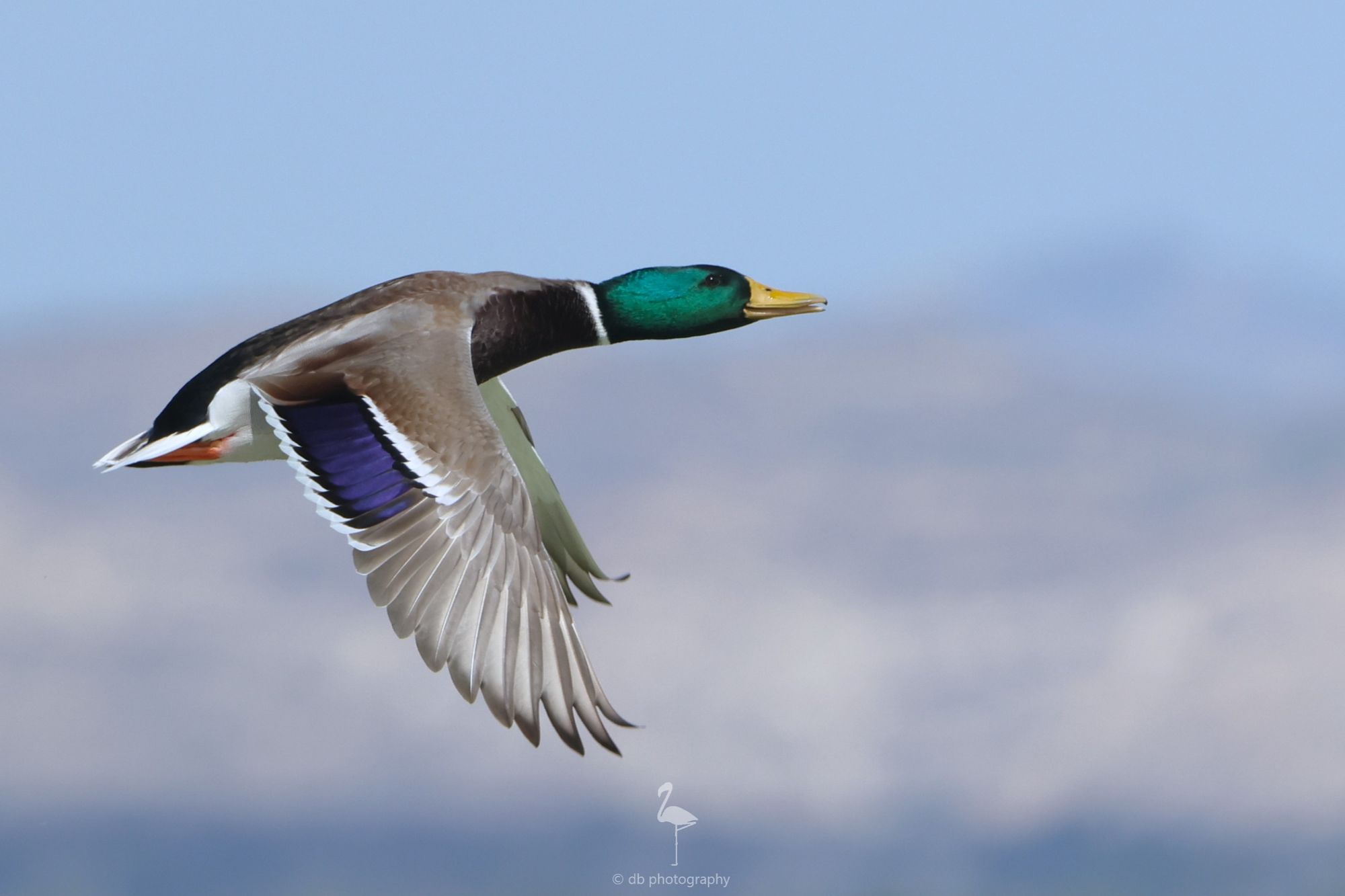 A male Mallard duck in flight, showing off his green head, yellow bill, orange legs, white neck ring and blue wing patch. The background is blurry mountains. Taken at El Hondo, Alicante, Spain.