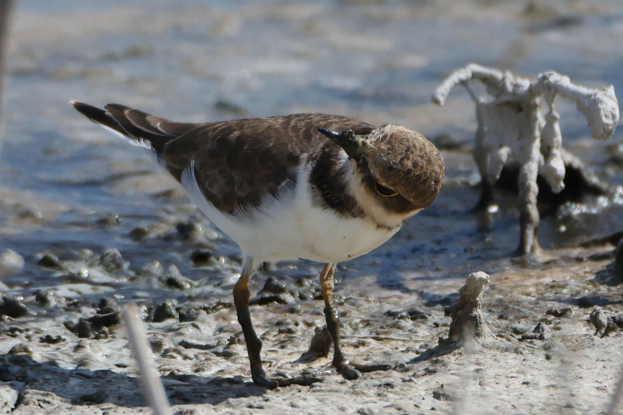 Four photos of a Little ringed Plover, turning its head in all directions, in order to look up in the sky for predators. Seen bigger dragonflies today than this guy.