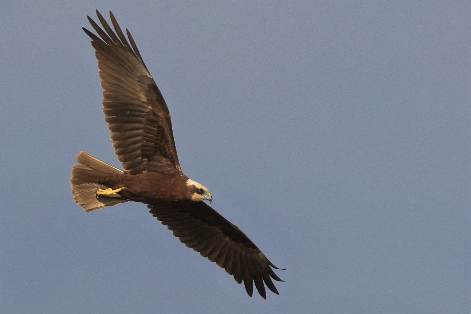 The duck scatterer, a brown Marsh Harriers having a look for it's next meal.
The legs are yellow and the head has that lighter brown colour. Every one of these raptors looks different. Taken at El Hondo, Alicante, Spain.