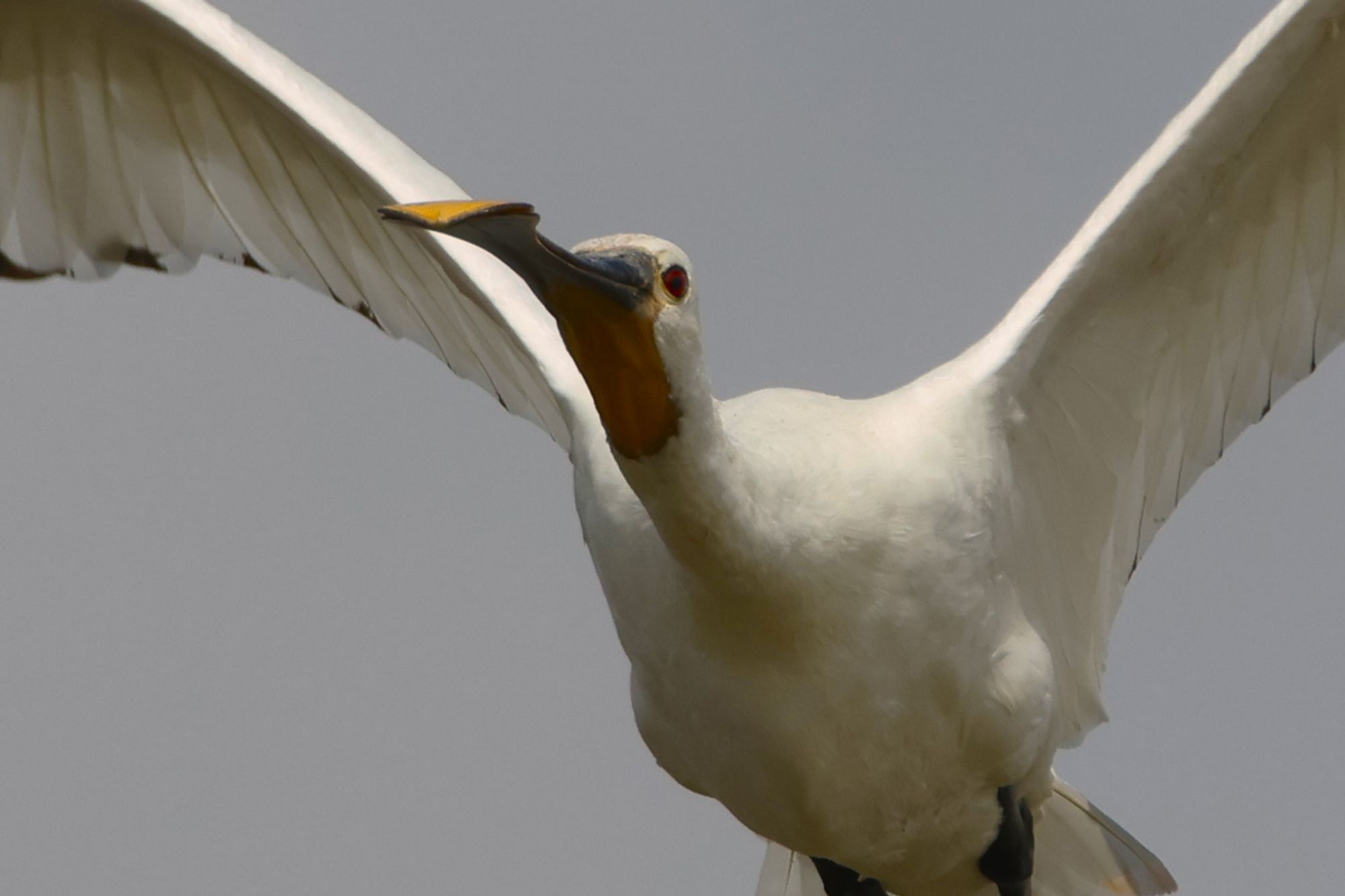 Cropped picture of an incoming Eurasian Spoonbill. The long spatula bill is yellow on the front on top. The yellow throat is also visible. The body is pure white with black legs. Grey sky background after the rains. Taken at El Hondo, Alicante, Spain.