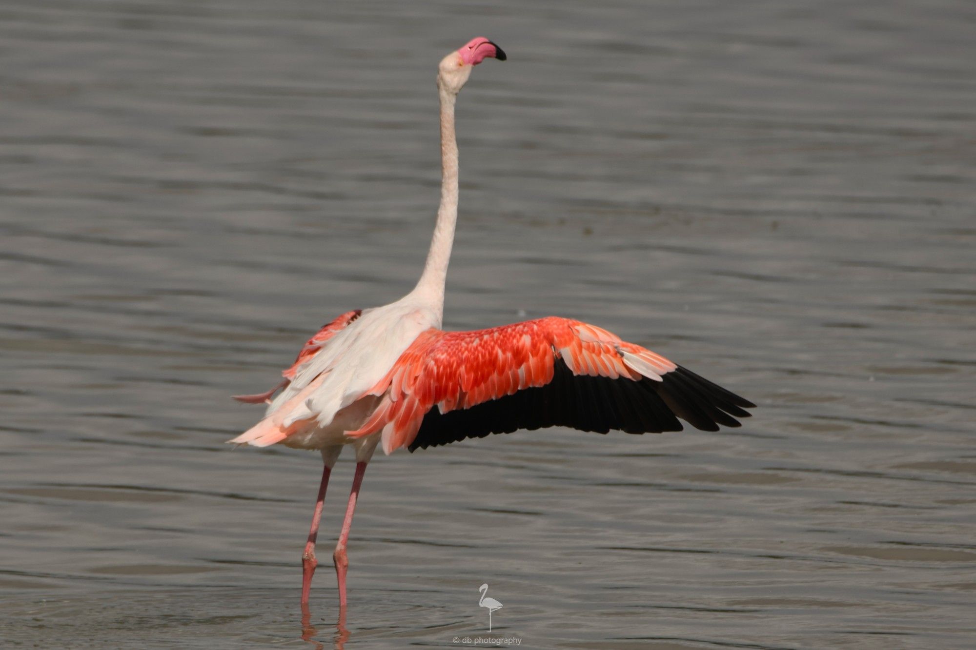 A Greater Flamingo almost side on, having a flap after bathing. Its wings are wide open showing the bright orange/red feathers, with black trailing and end feathers. Only the one wing is visible from this angle. The rest of the bird is white with a special bent-at-the-end pink beak and pink legs. Taken at El Hondo, Alicante, Spain.