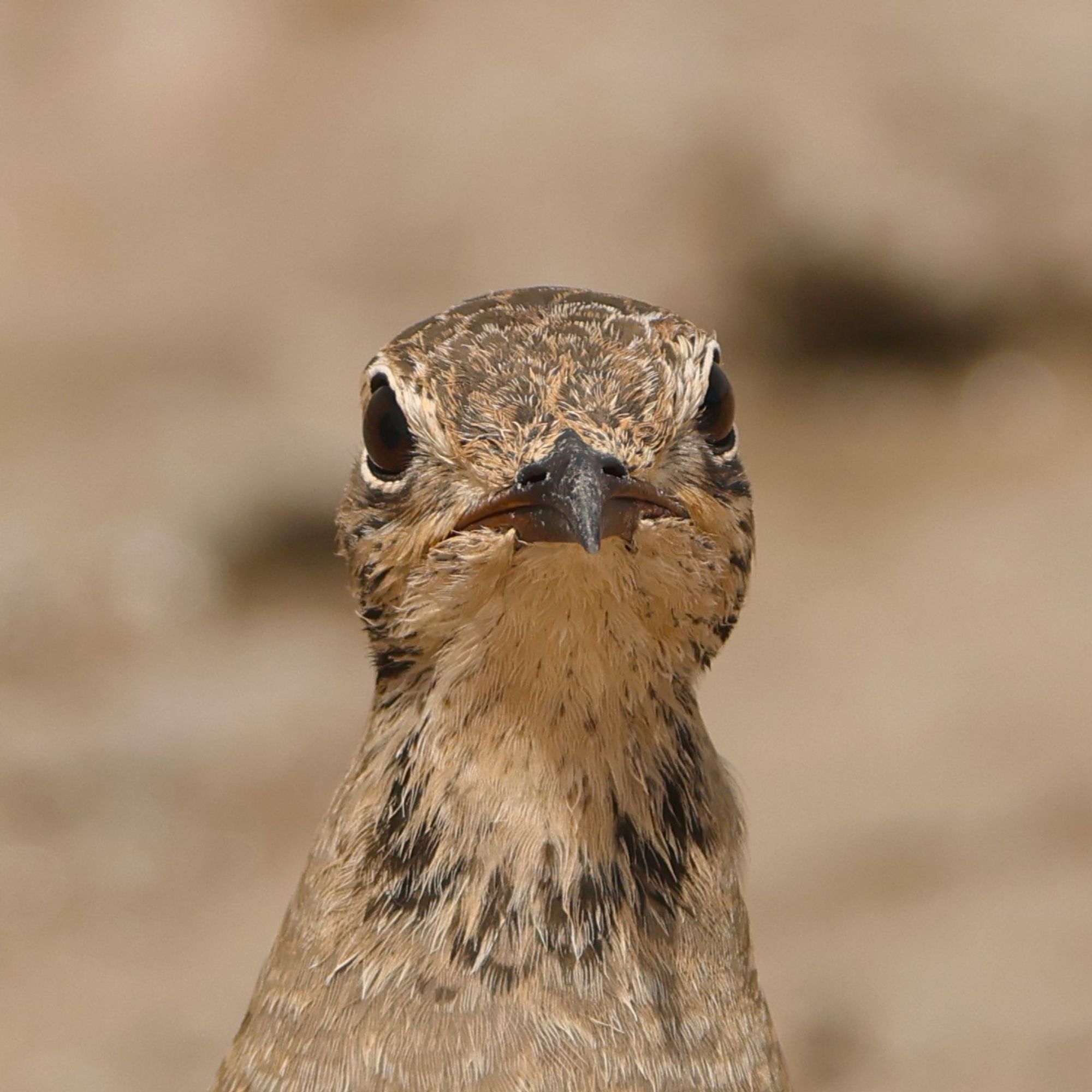 Close up head on profile image of a juvenile Collared Pratincole.