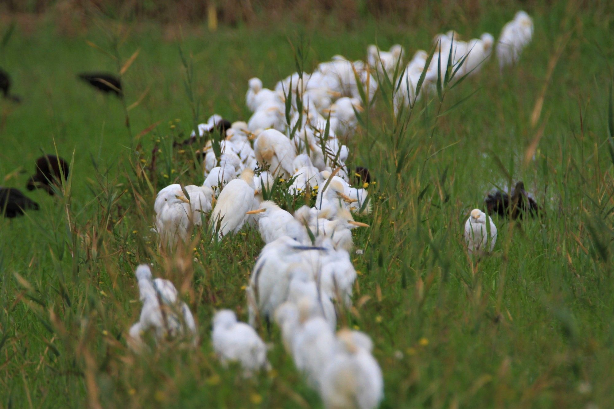 Dozens of cattle egrets all standing like in a line, on a raised section between two fields. They are all white, some with brown feathers on the heads and back and long yellow bills. The grass is as tall as they are and surrounds them. Down in the fields are half a dozen or so Glossy Ibis, often feeding in the same flooded fields. Taken in the Vega Baja region in Alicante, Spain.