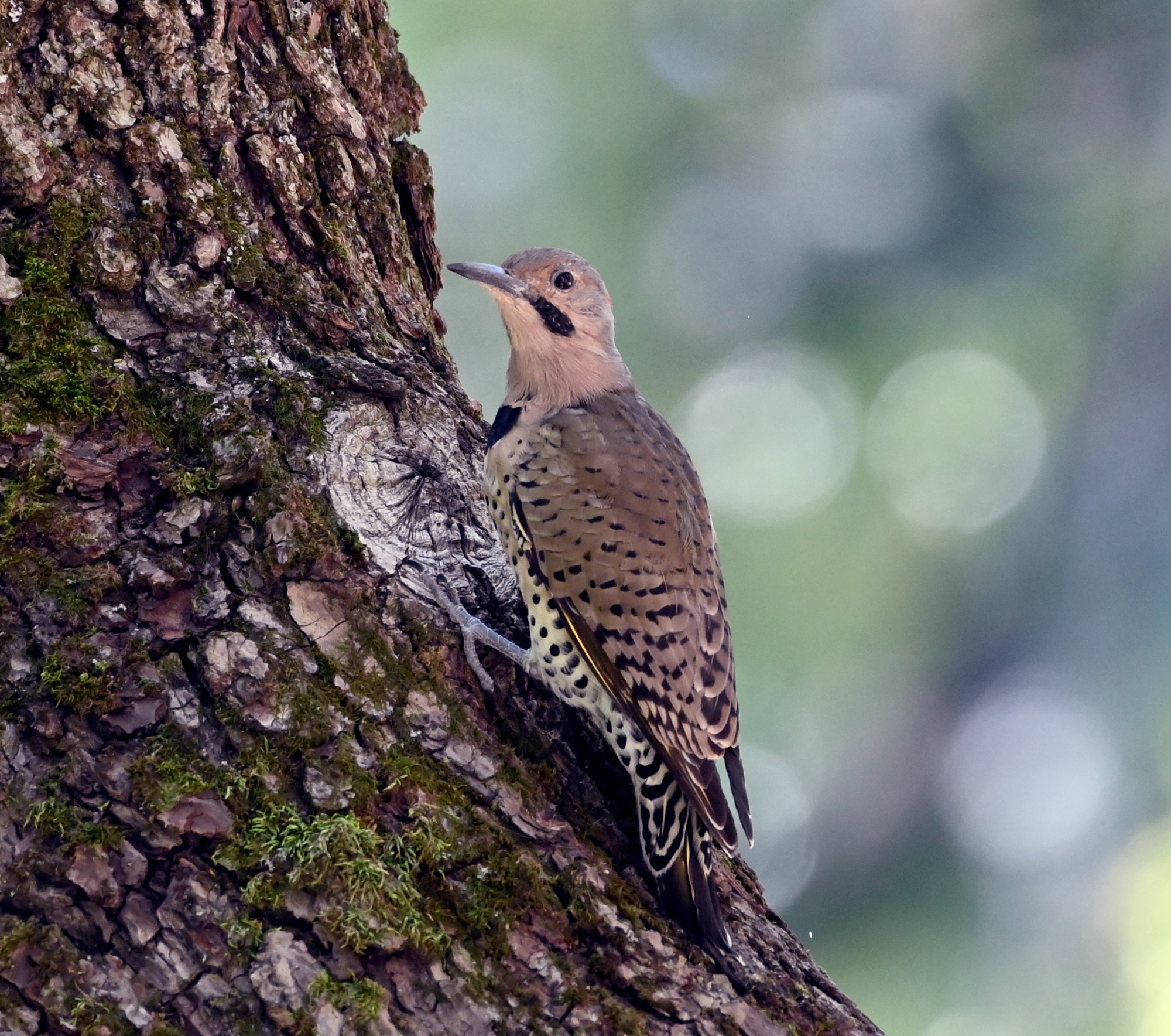 A northern flicker perched on a tree, with its head turned towards the viewer. Its back is turned against the viewer.