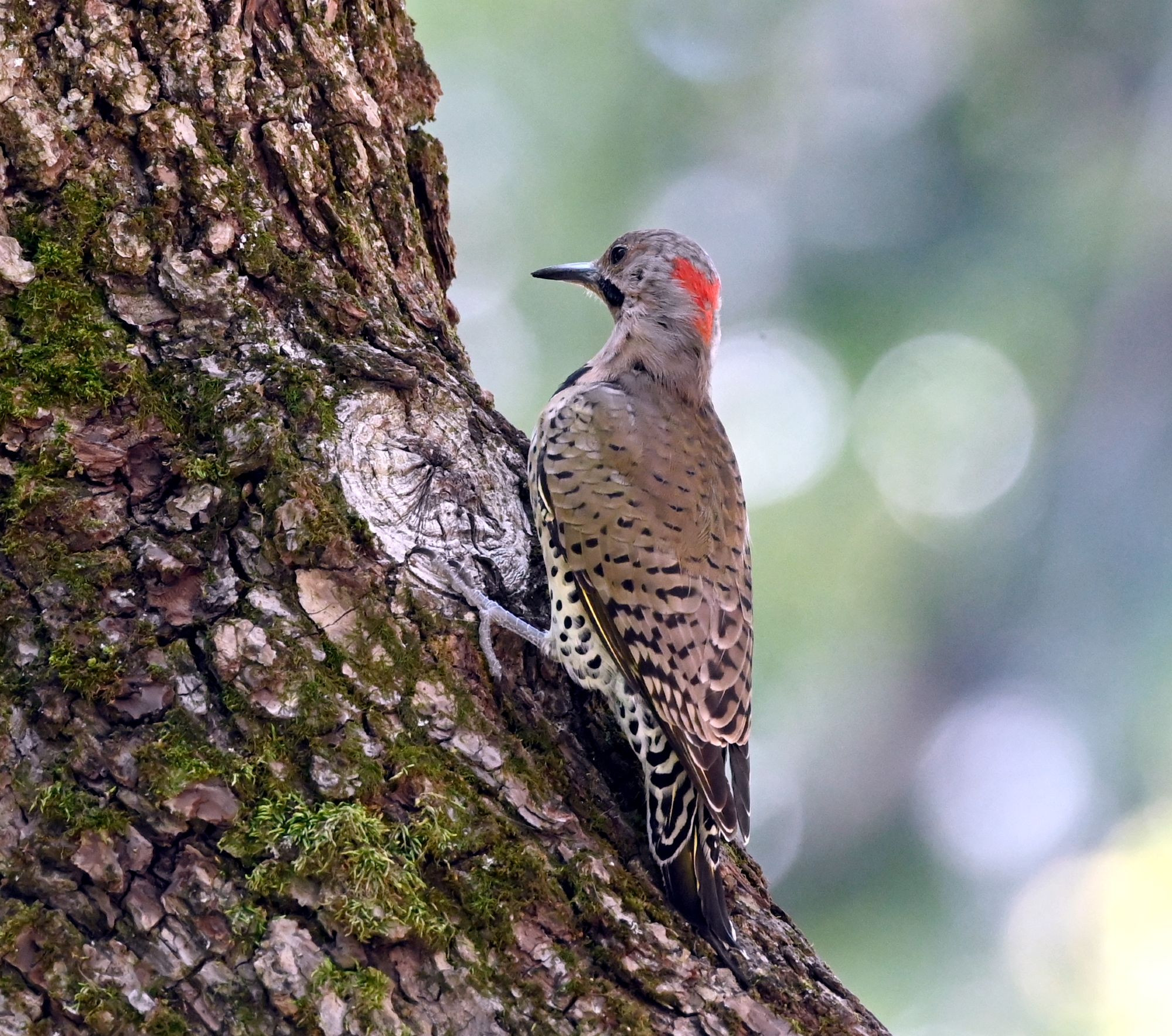 A northern flicker perched on a tree, looking away from the viewer. Its back is against the viewer.