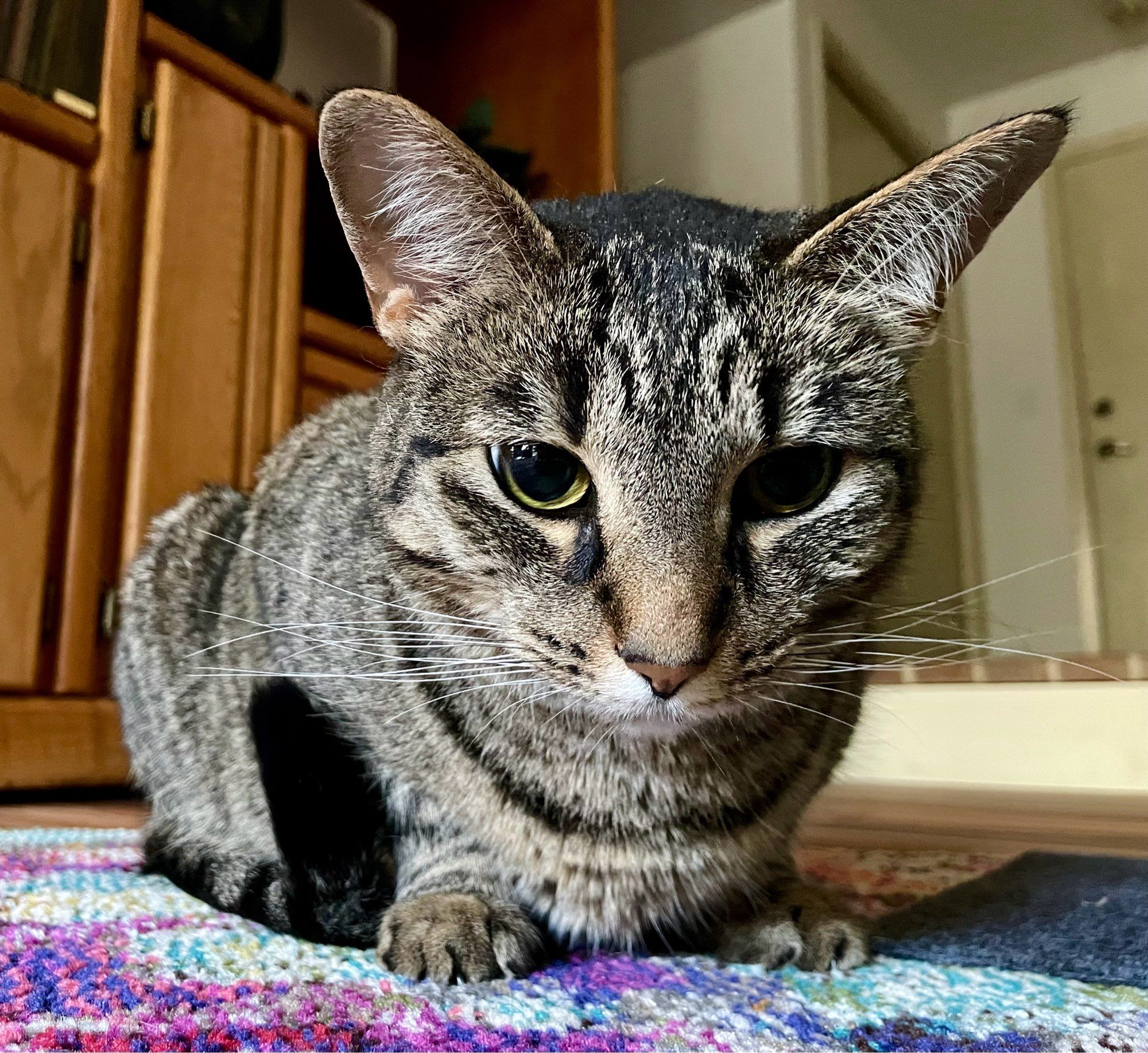 Close up of a tabby cat with perked up ears on a colorful rug