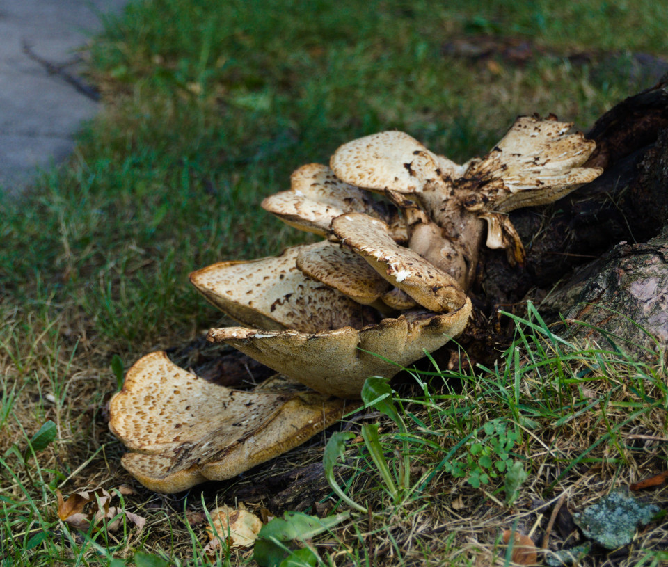 Fungus growing from the base of a tree