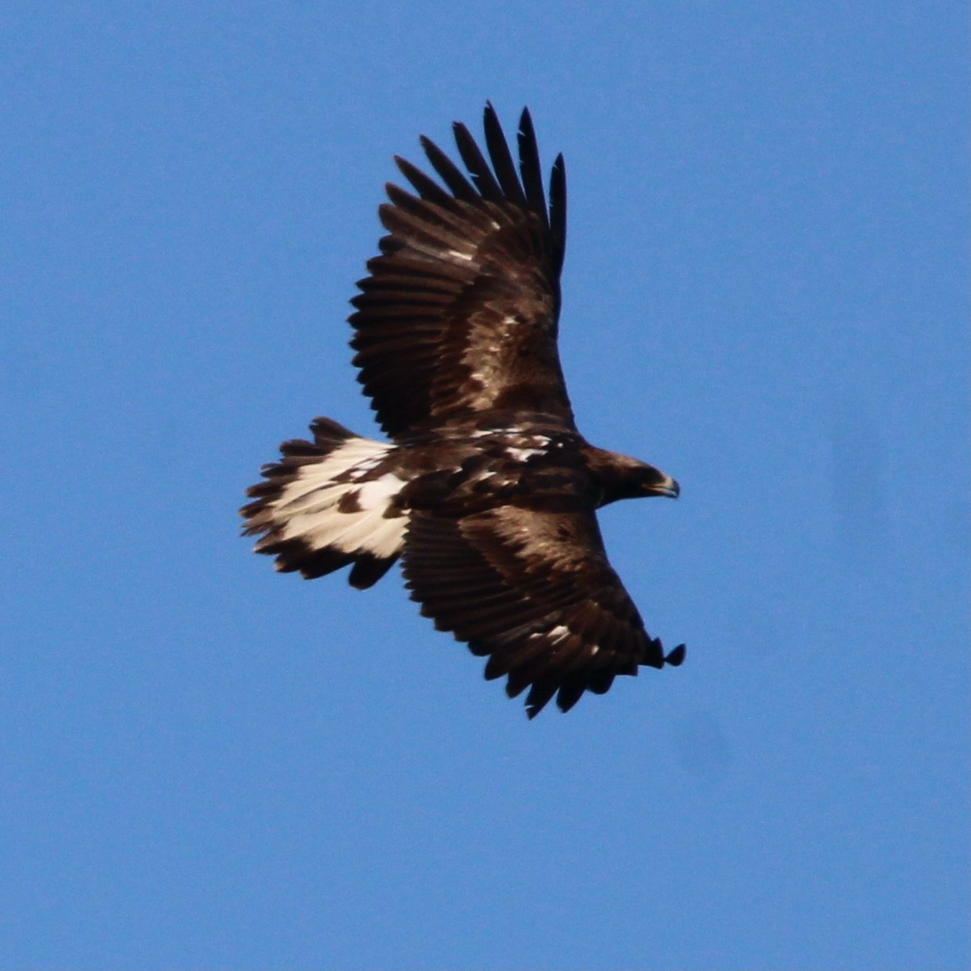 A golden eagle soaring overhead with a blue sky background. This is a young eagle and has a white tail which often leads one to think it’s a white tailed sea eagle!