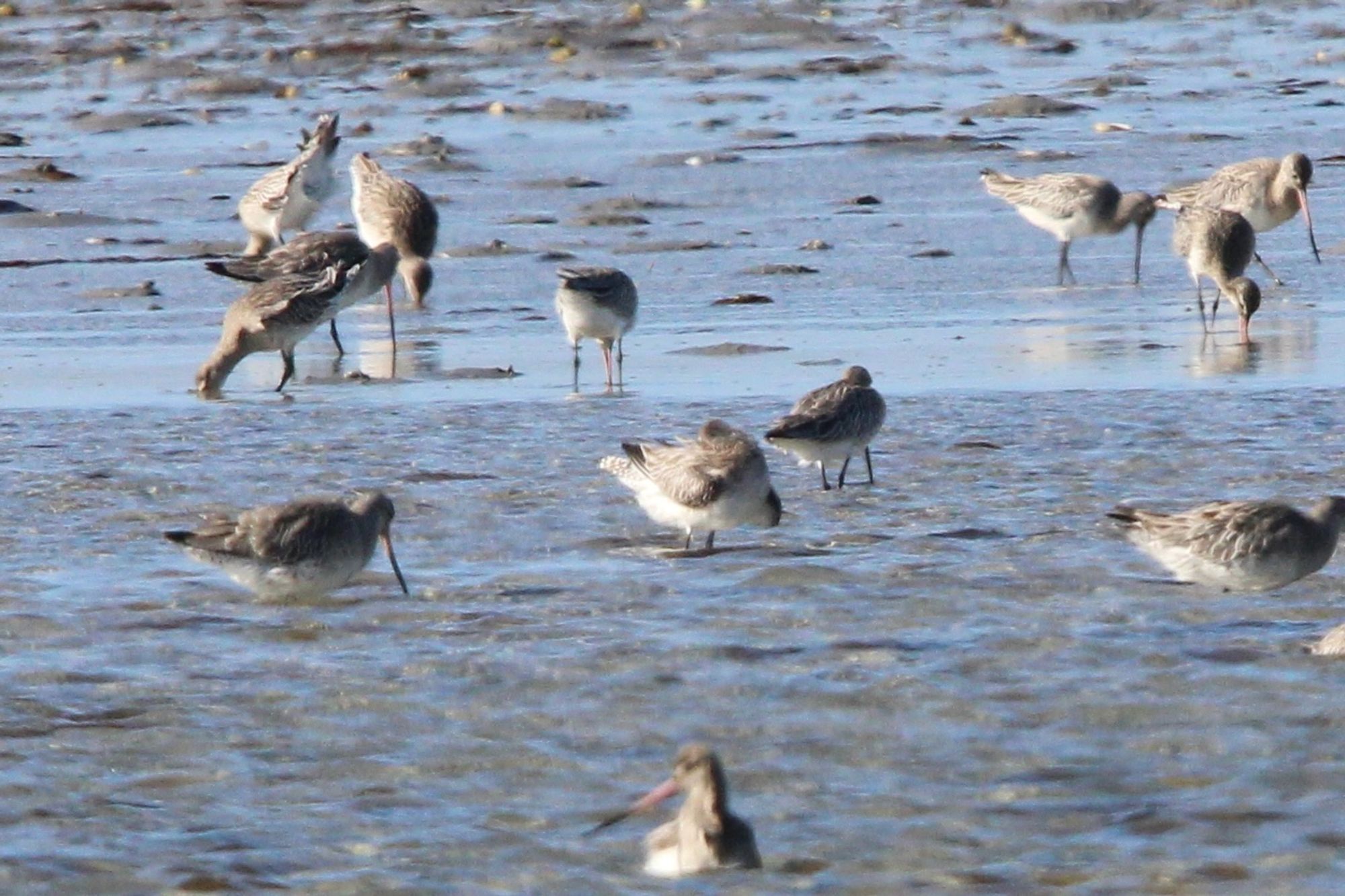 A small group of bar-tailed godwits feeding around a tidal stream and sandy area at low tide. Zoomed in on individual bird to make it easier to see the barred tail