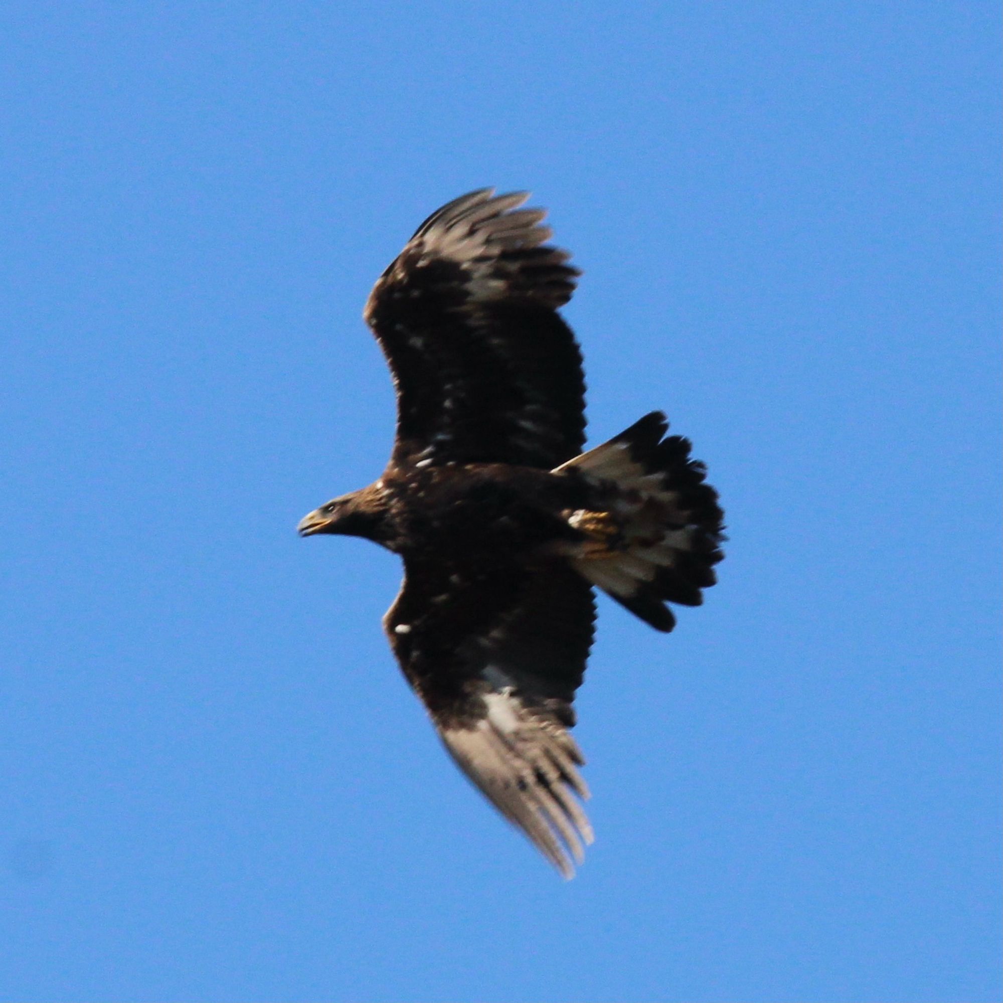 A golden eagle soaring overhead with a blue sky background. This is a young eagle and has a white tail which often leads one to think it’s a white tailed sea eagle!