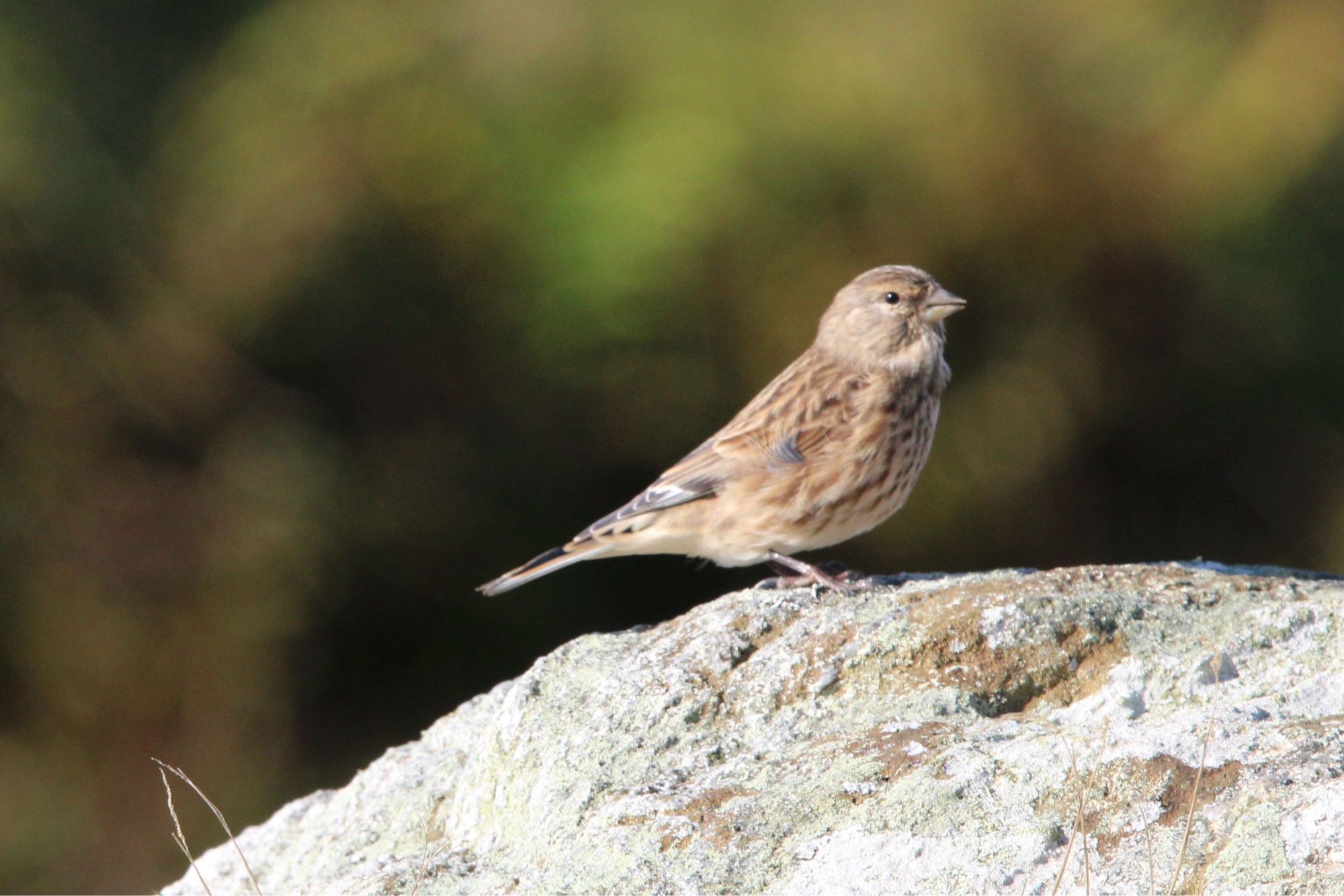 A linnet standing on a rock with an out of focus dark green background. Finch with grey bill, white throat. Pale streaks above and below the eyes. Brown streaks on breast. Brown back.