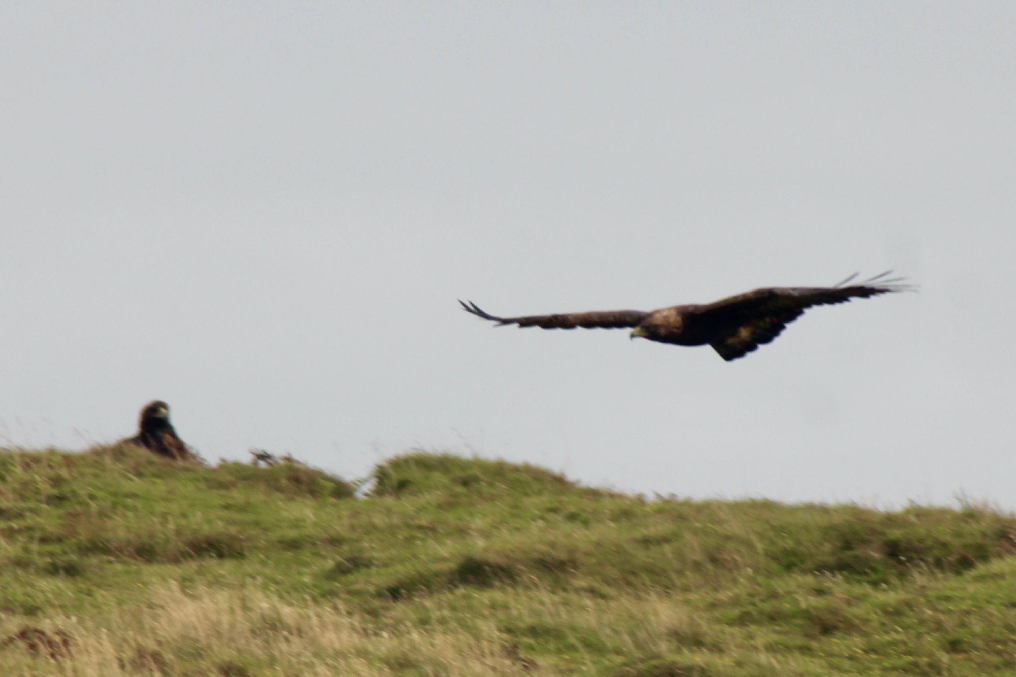 Two golden eagles, the one on the left sitting on the ground on top of a grassy knoll, with only neck and head showing, and the second one flying in low from the right to join the first one. Grey sky in the background.