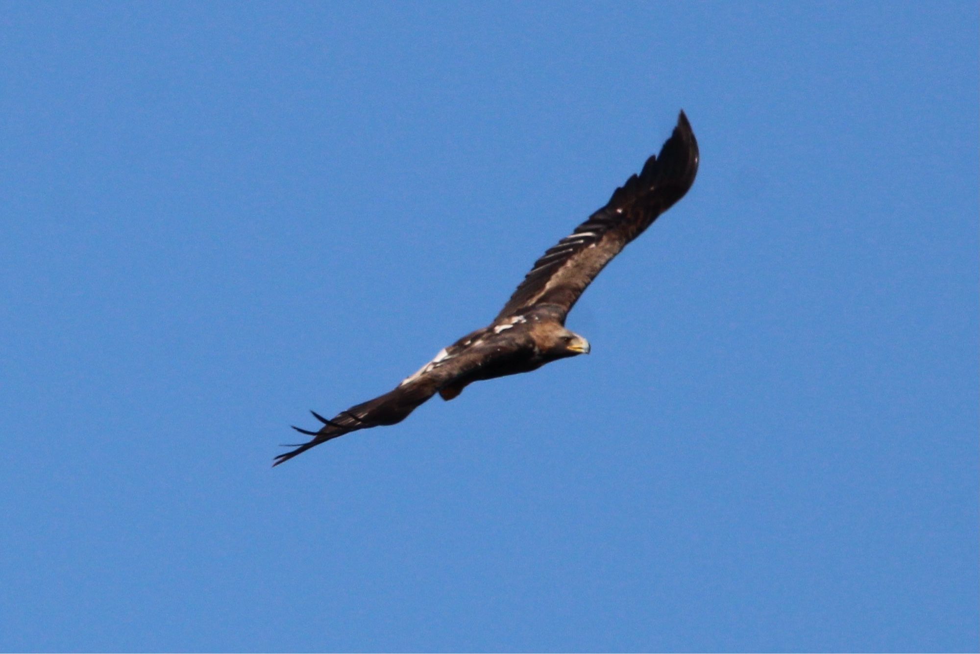 A golden eagle soaring overhead with a blue sky background. This is a young eagle and has a white tail which often leads one to think it’s a white tailed sea eagle!