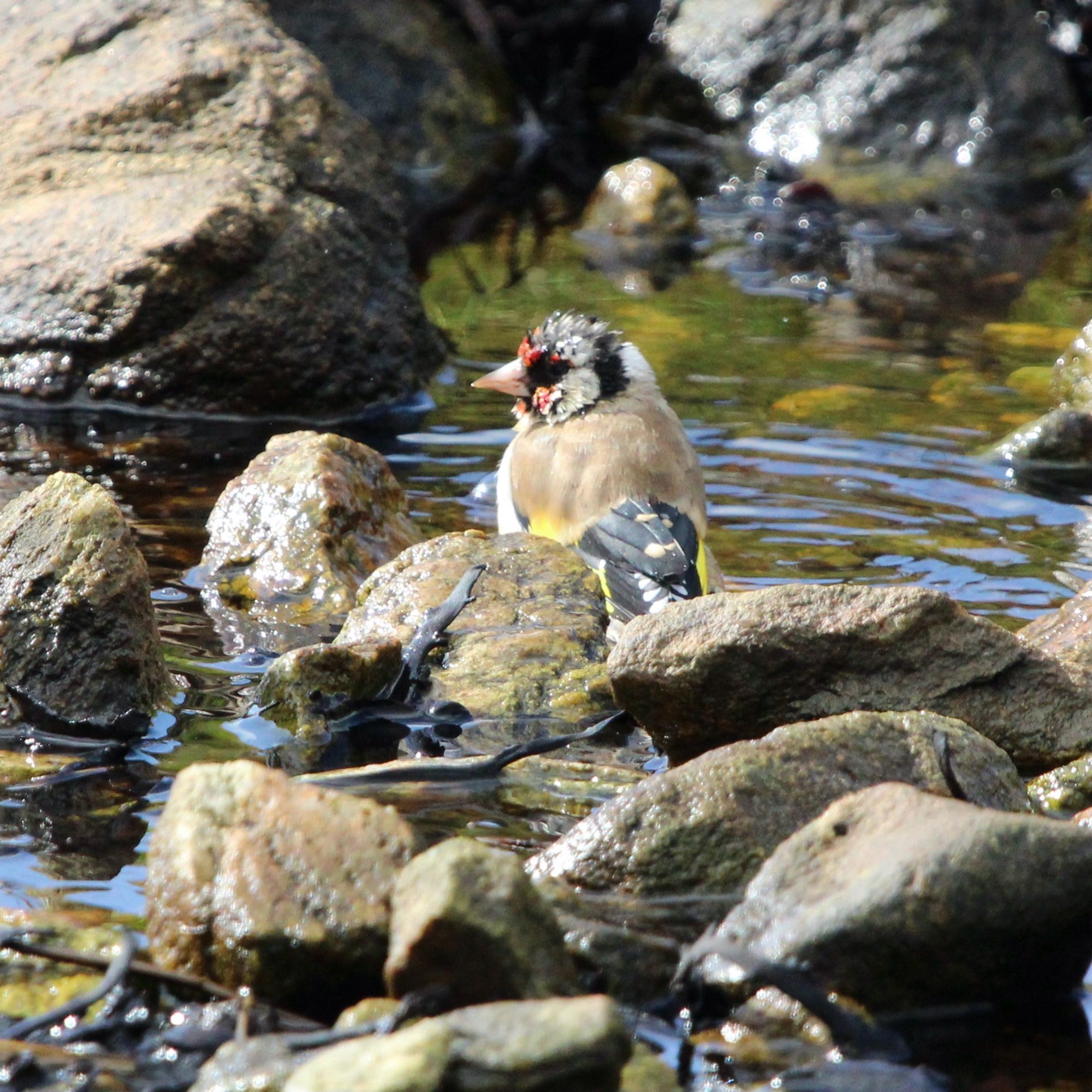 A young goldfinch sitting in a shallow rocky pool of water, with the sun shining on it. A small patch of green grass in the background