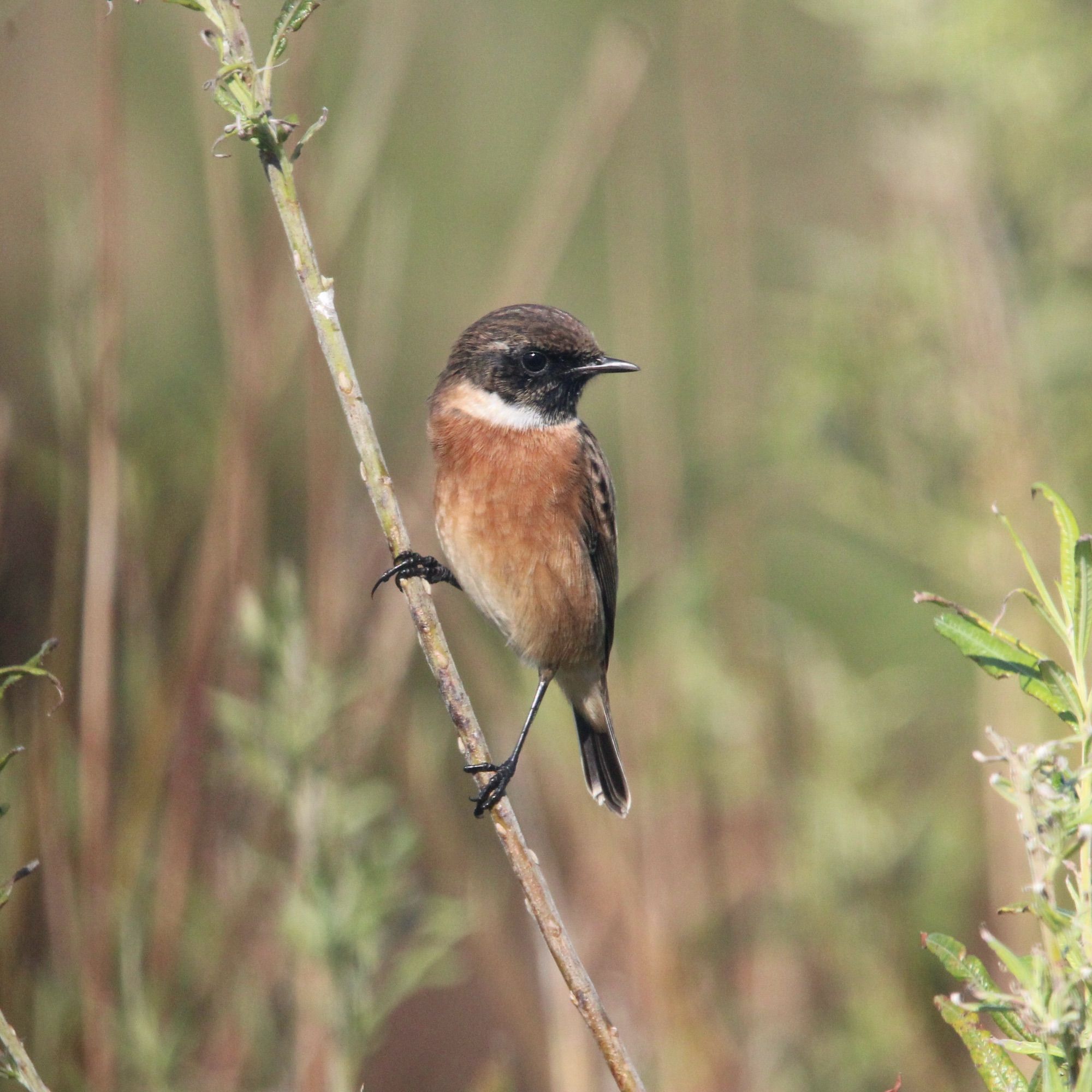 A stonechat balancing on a thin willow branch. 
A small garden bird with a distinctive ‘chat’. Thin black legs, orangey/red chest and belly. Dark streaky head and back, with a white collar