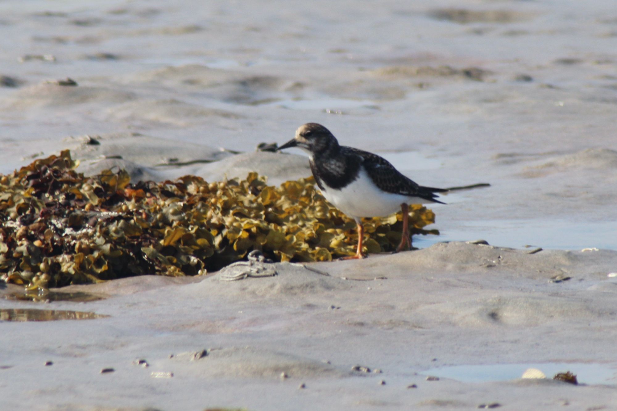 A young turnstone on a grey sandy beach with a small patch of seaweed next to it. Turnstone is a medium sized wader. It turns over small stones and seaweed with its wedge shaped pointed bill when its feeding, hence the name.