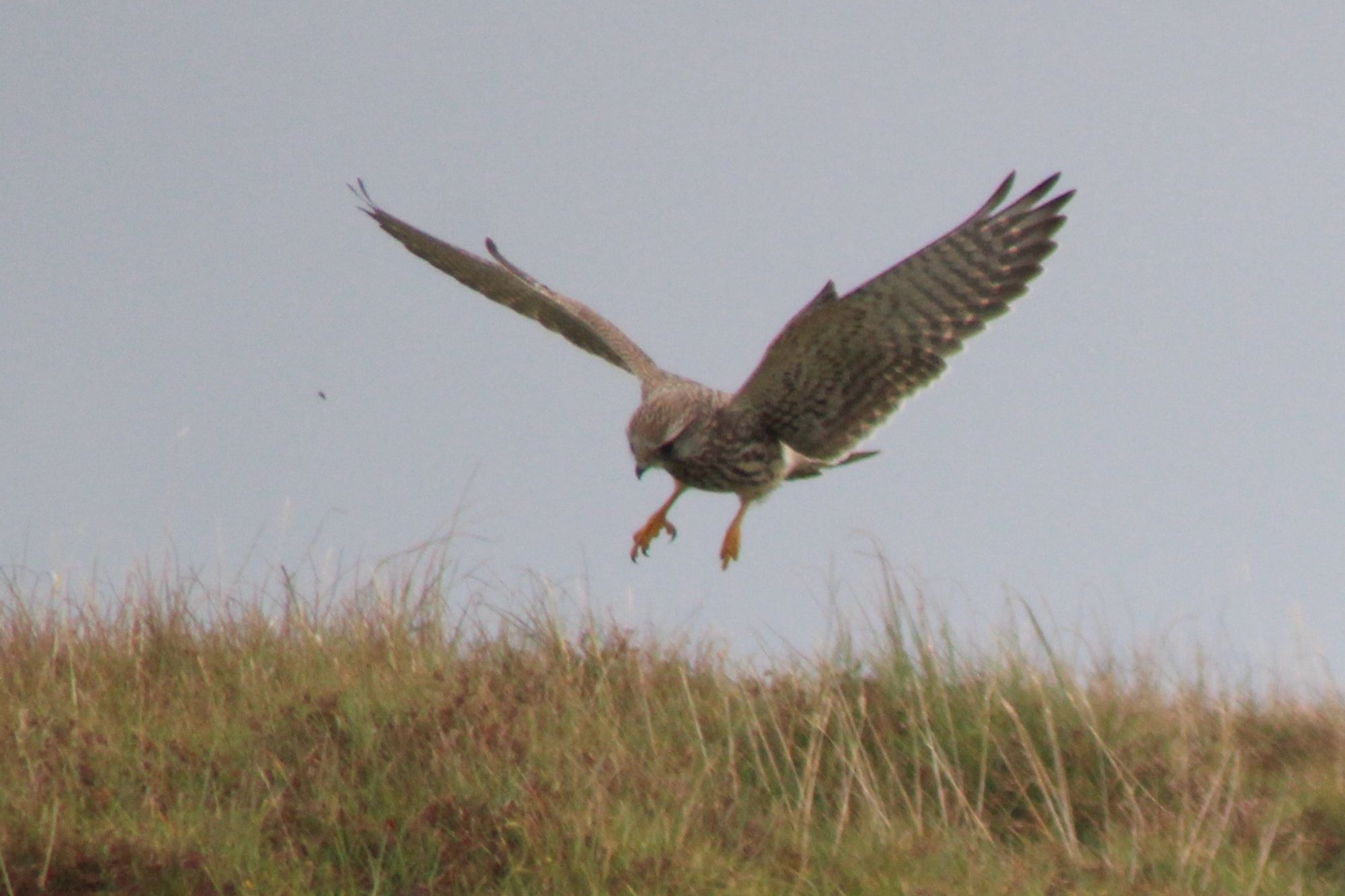 Kestrel hovering about 15cm/6inches above the grass with its legs down and talons open as if getting ready to make a kill. Grey sky in the background. PS she didn’t catch anything on this occasion!