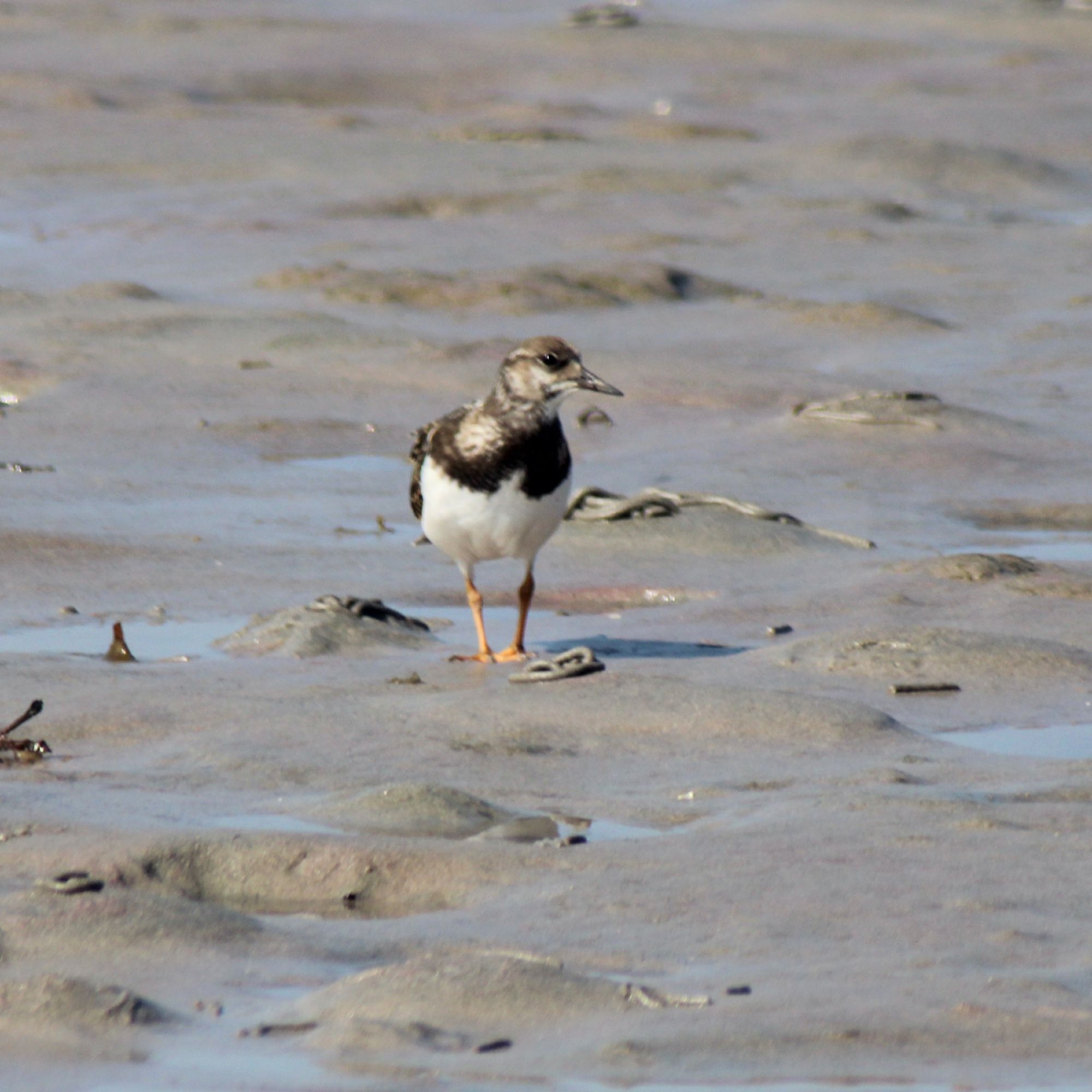 A young turnstone on a grey sandy beach. Turnstone is a medium sized wader. It turns over small stones and seaweed with its wedge shaped pointed bill when its feeding, hence the name.