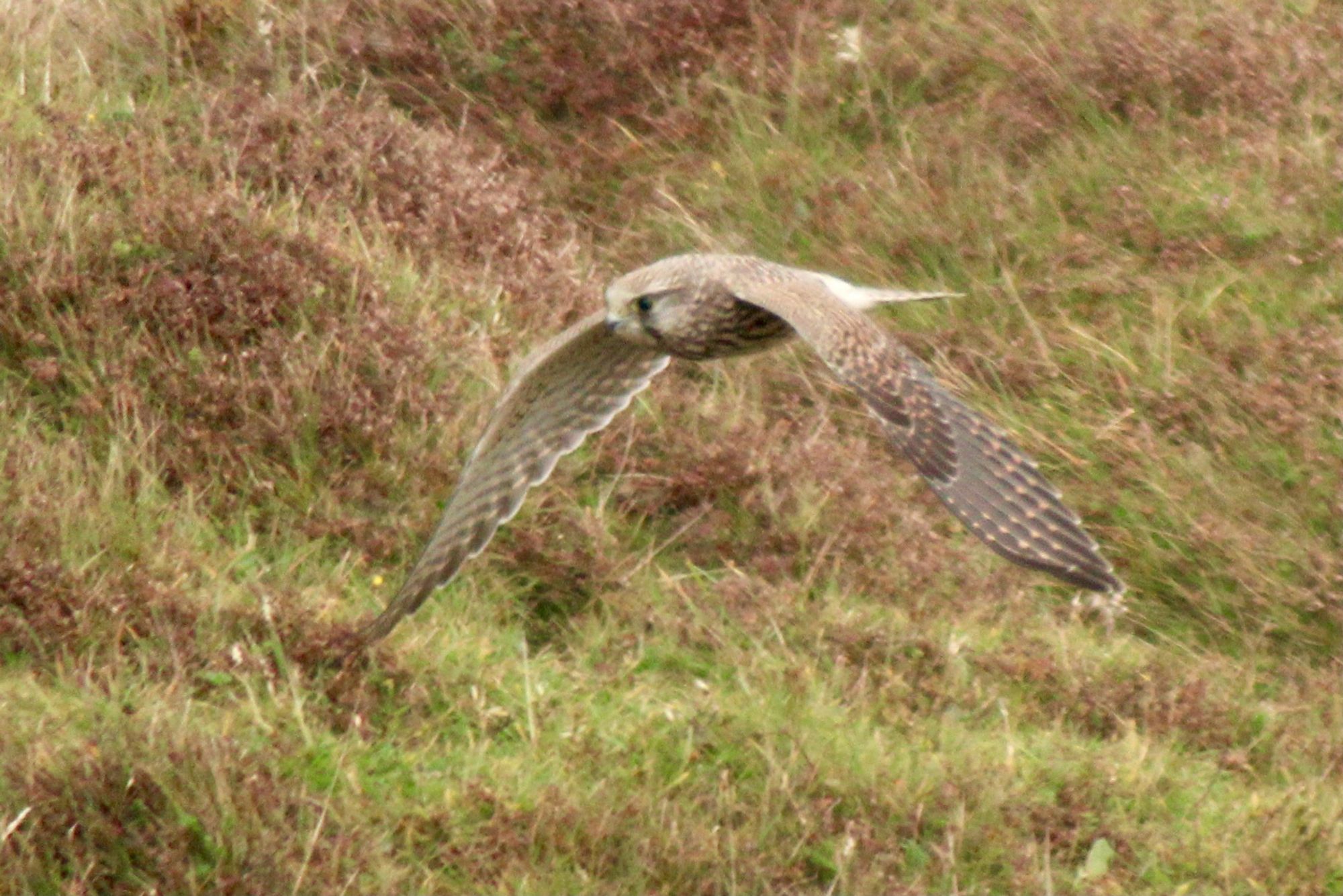 Kestrel, a small bird of prey, flying low beside a grassy bank with its reddish brown wings pointing downwards at about 45 degrees to its body