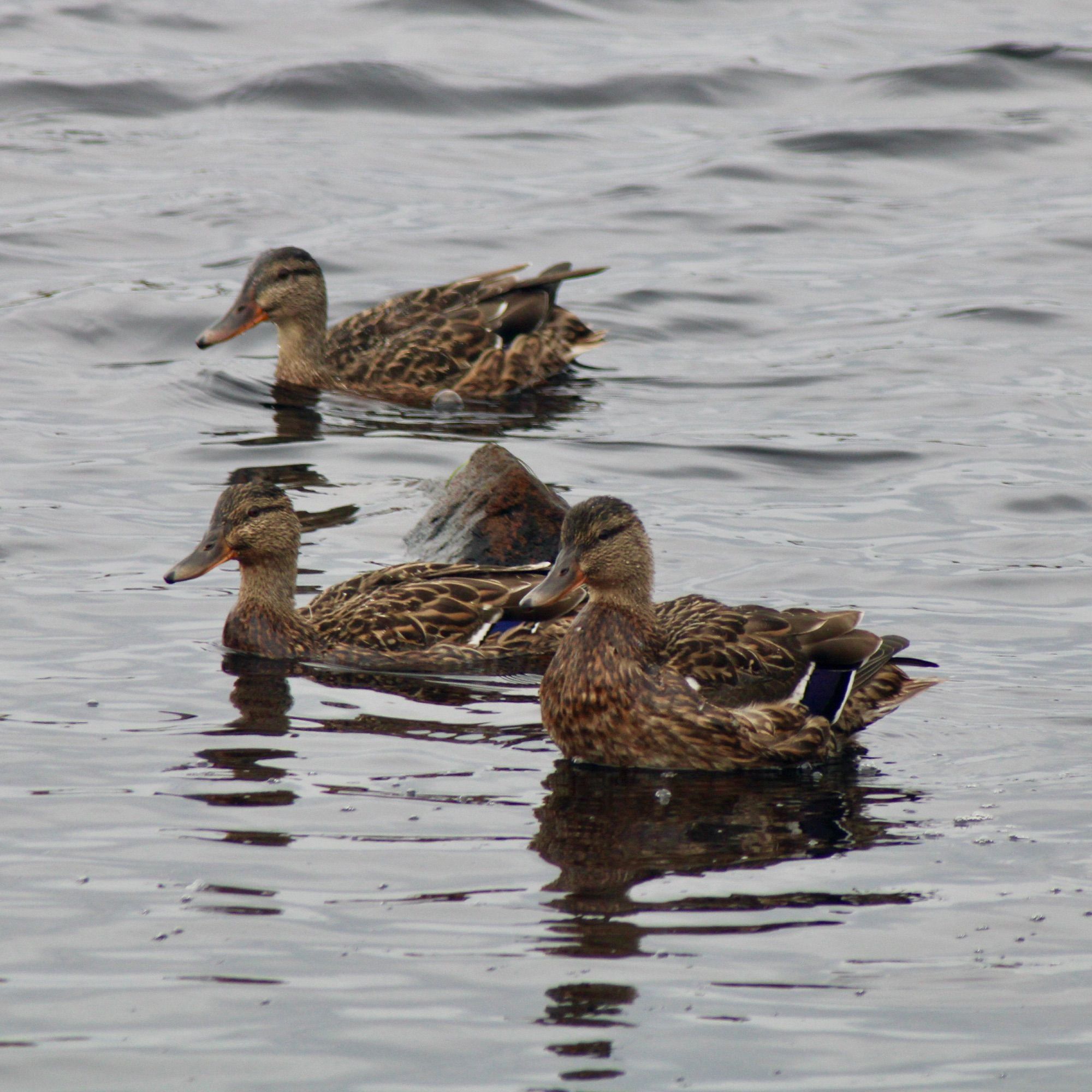 A group of three mallards swimming, although the nearest one is actually standing on a submerged rock. I’m not sure if it’s a mother and two young ones. They all look very similar to me but I’m no expert!
There were six in the group in total, but only managed to get three in the photo