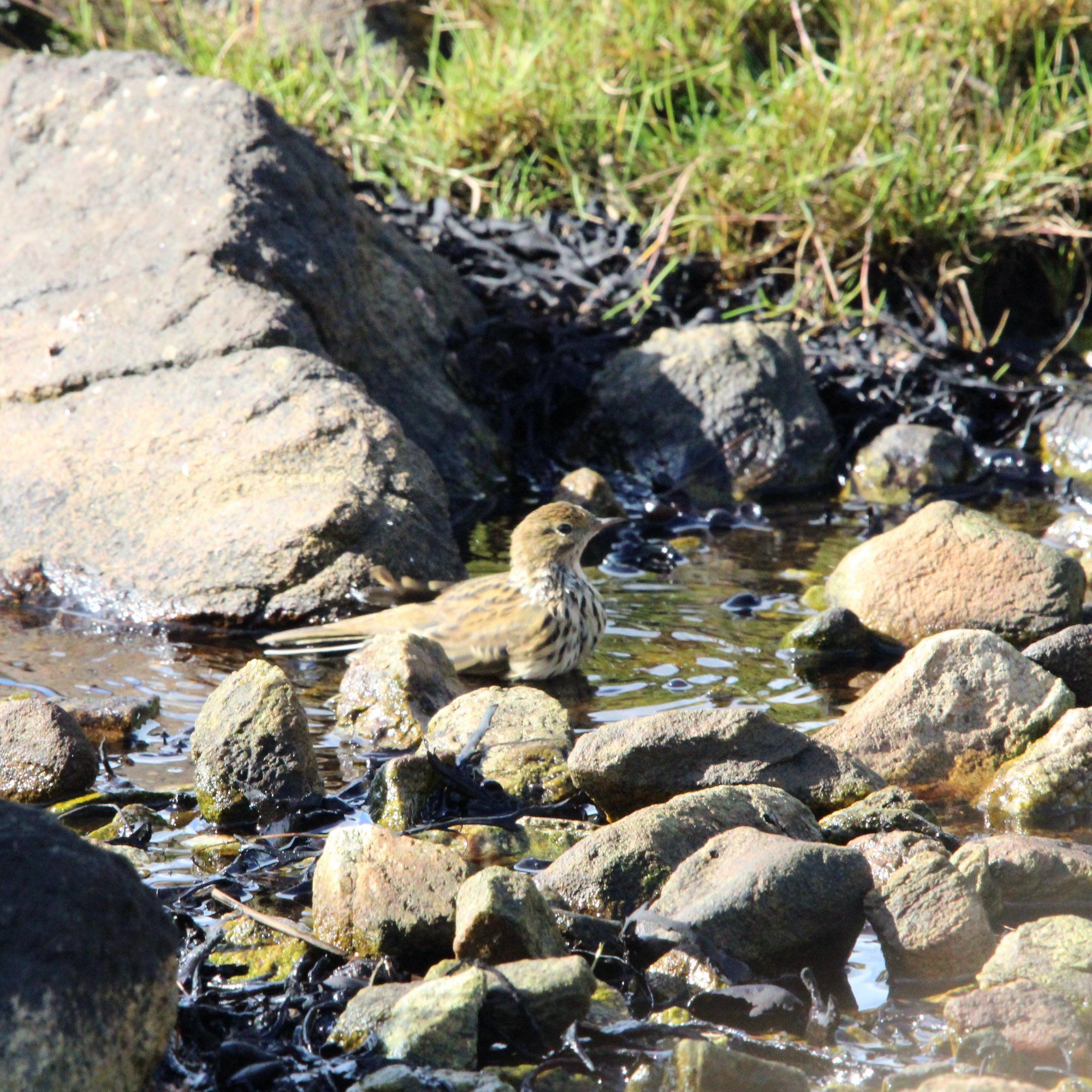 A meadow pipit sitting in a shallow rocky pool of water, with the sun shining on it. A small patch of green grass in the background