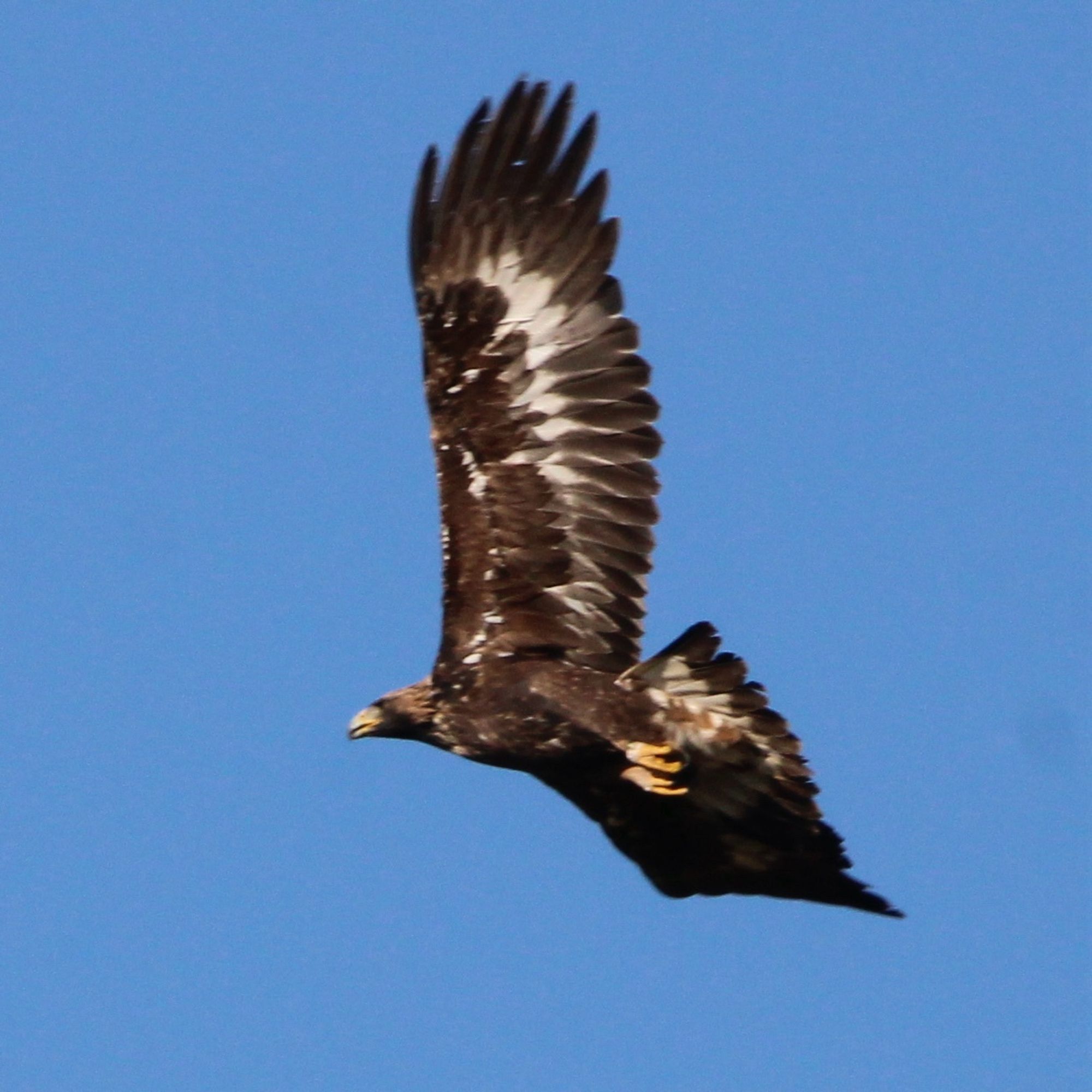 A golden eagle soaring overhead with a blue sky background. This is a young eagle and has a white tail which often leads one to think it’s a white tailed sea eagle!