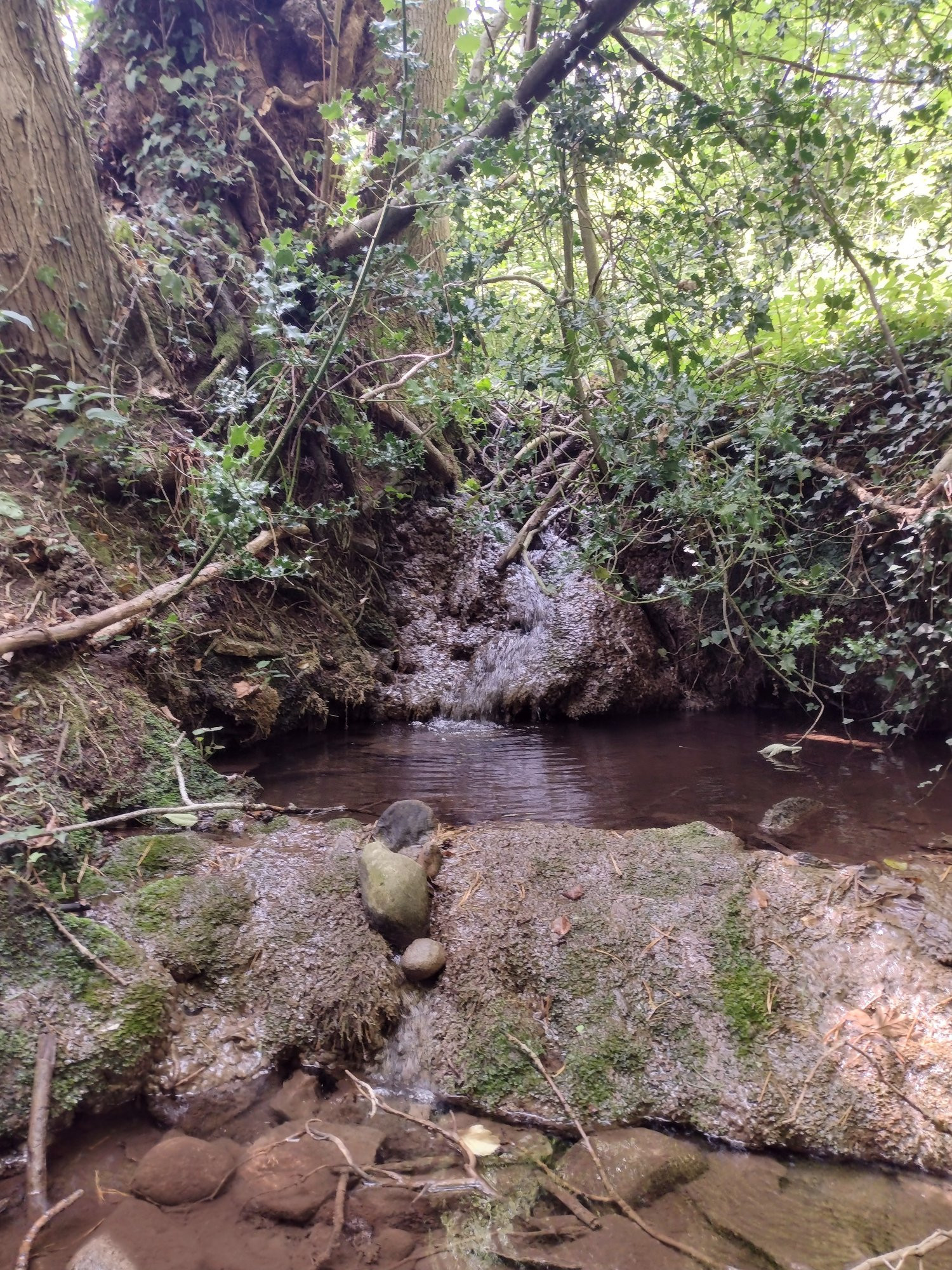 Potseething Spring, a mysterious woody dell in a glade near Oldbury, on the edge of Bridgnorth. 