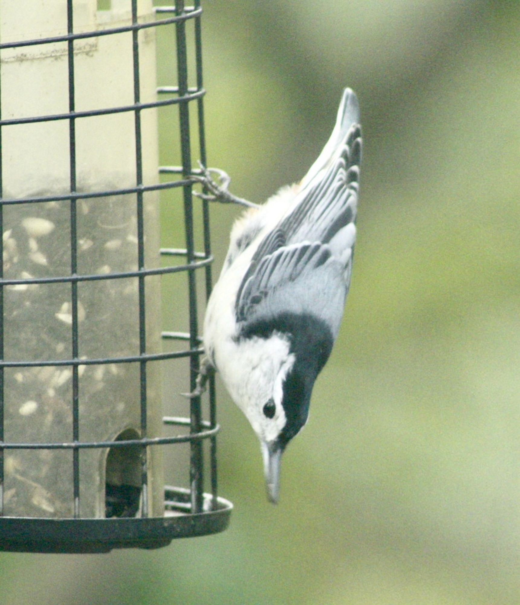 Nuthatch