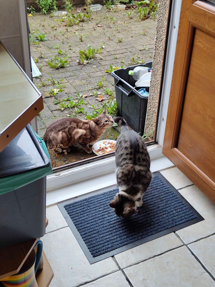 2 cats being fed at back door tabby and white cat on inside mat. Brown stripe cat on outdoor mat.