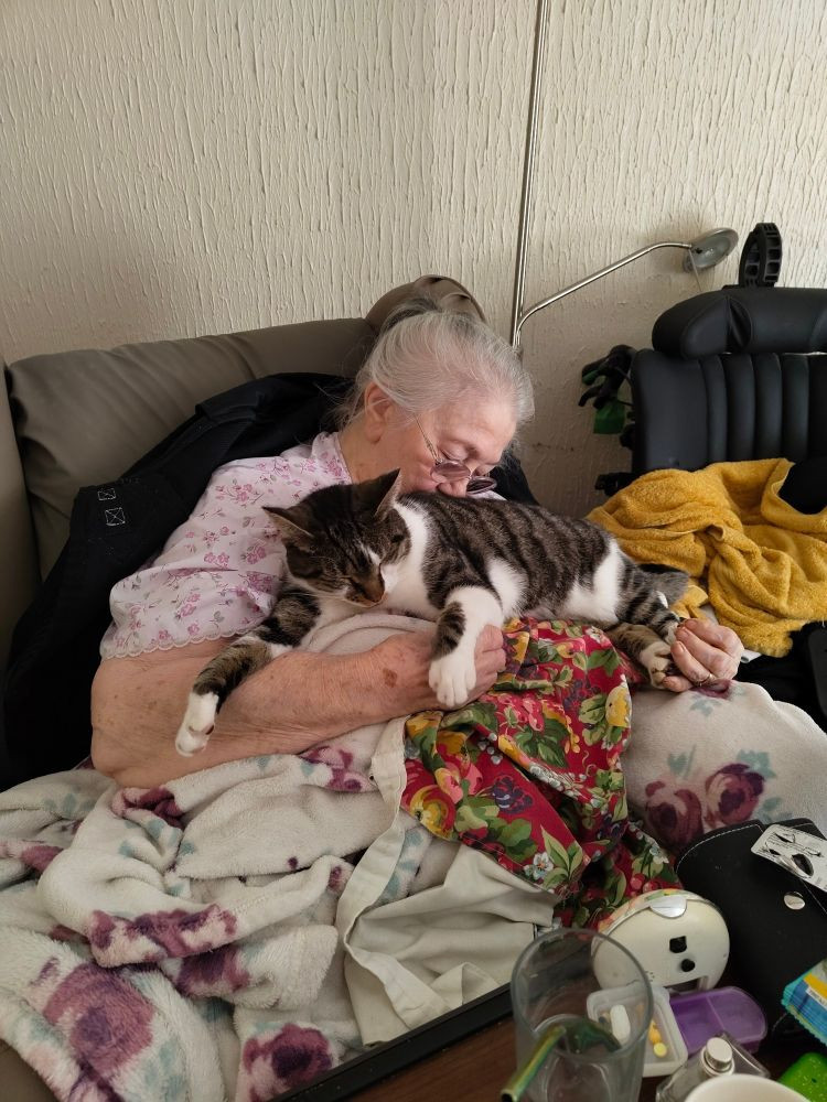 Tabby and white cat asleep on my Mum in armchair