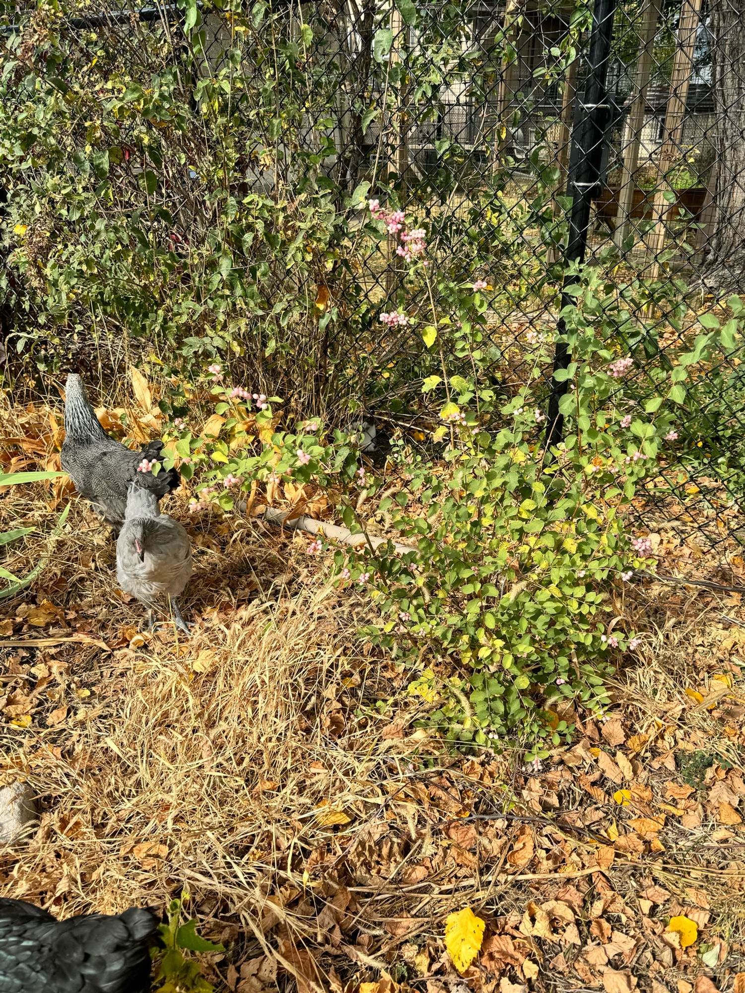 Some small hens are gathered around a little coralberry bush in front of a fence. 