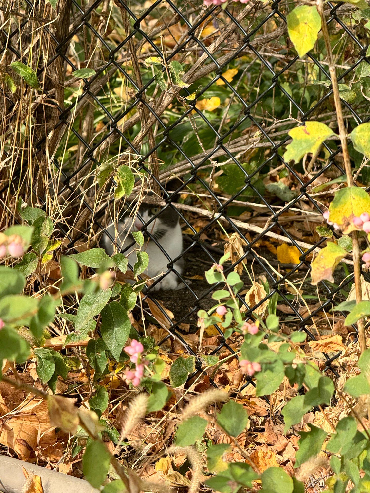 A slightly zoomed in image reveals a reclining white and gray cat on the other side of the fence watching the hens. 