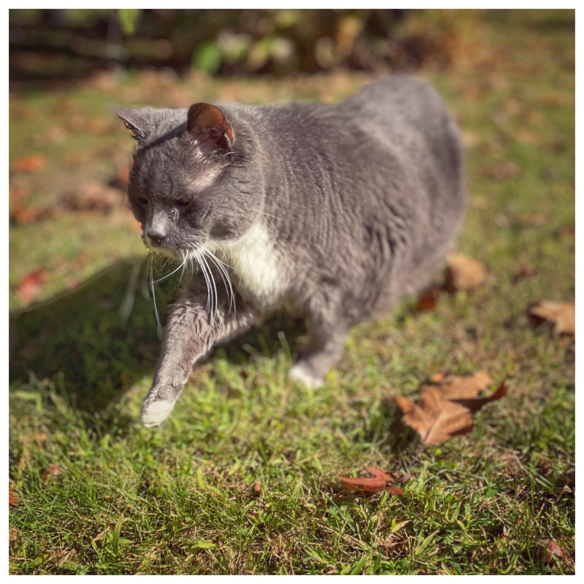 Old Mr Loons (grey and white cat with handlebar moustache whiskers) going for his Big Walk.