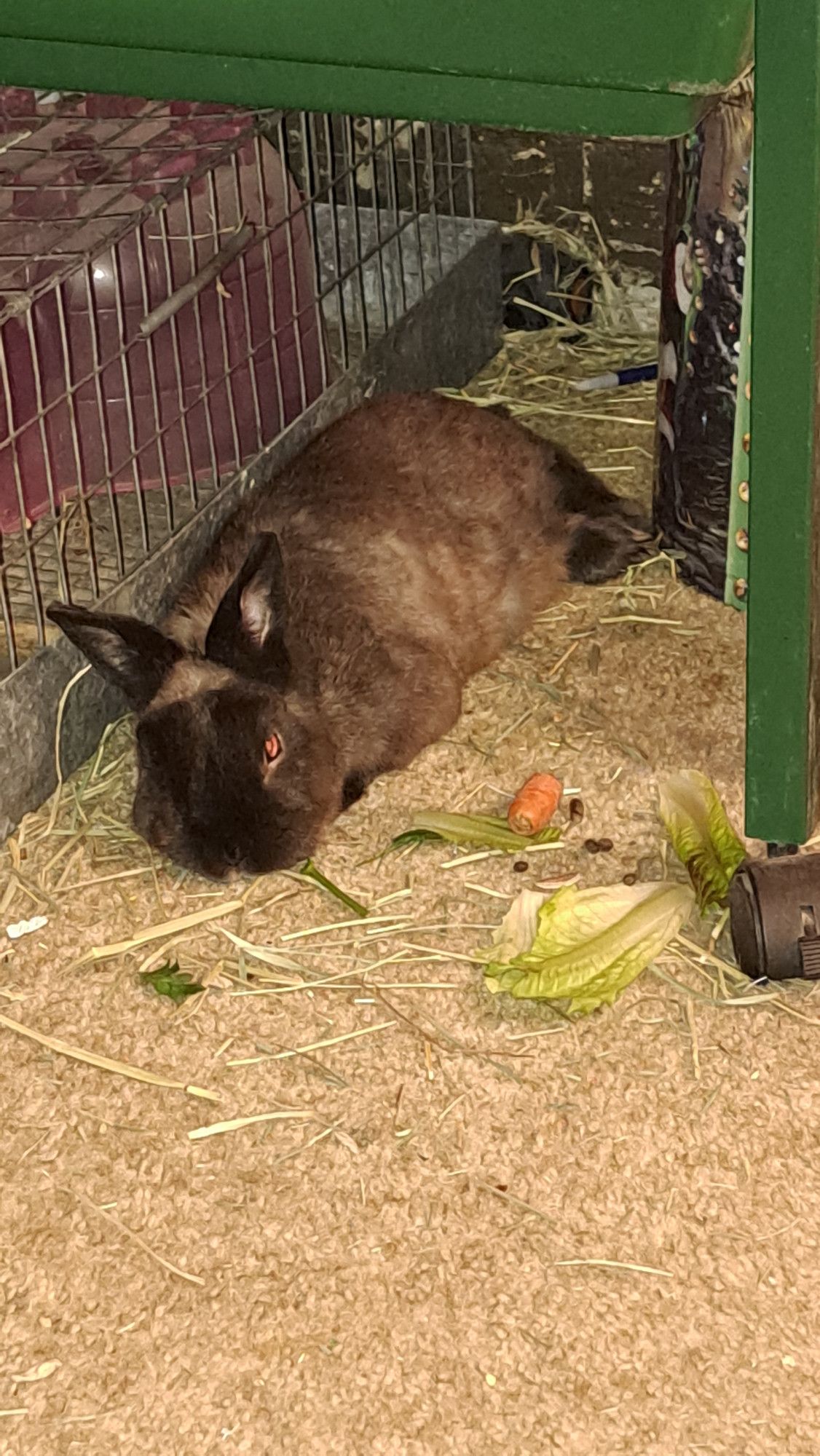 Our rabbit, Coco, a chocolate dwarf bunny, lying on a brown carpet, next to several pieces of lettuce, cilantro, and carrot. He is content and flopped.