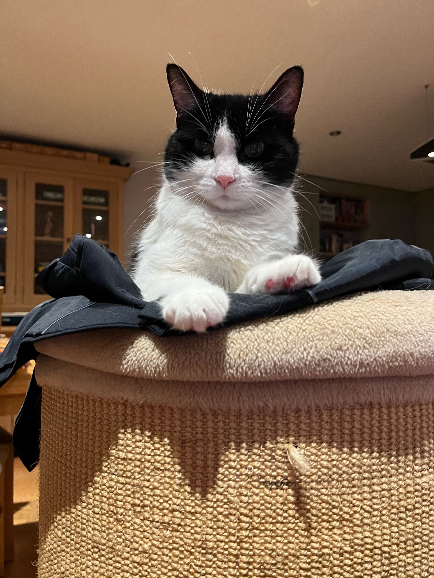 Pretty back and white cat lying on her tower. Her eyes are the size of saucers. She’s been on the catnip! Her paws are hanging over the edge of the tower