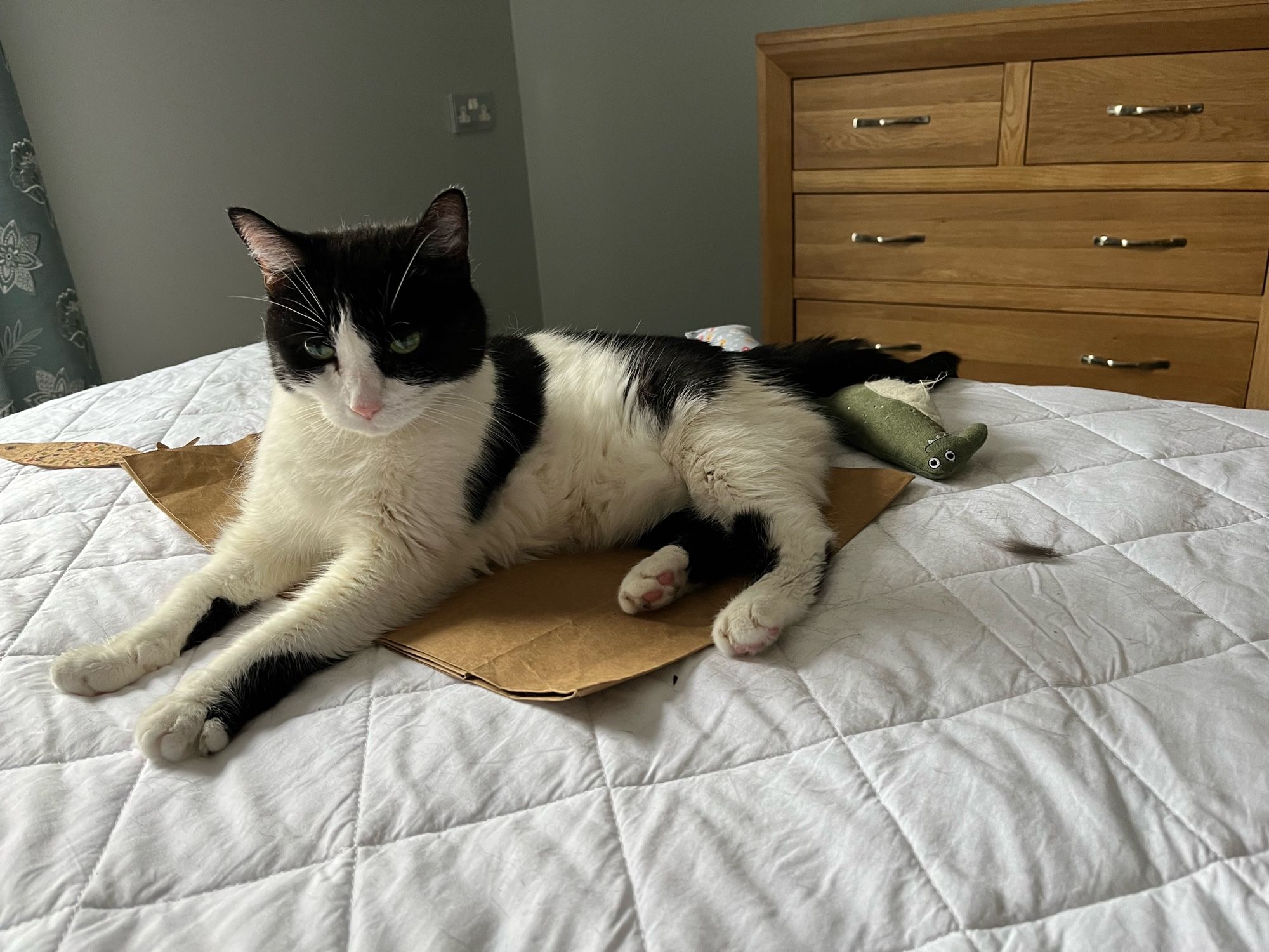 Black and white cat lying on the bed, with a stuffed toy crocodile wedged under her tail.