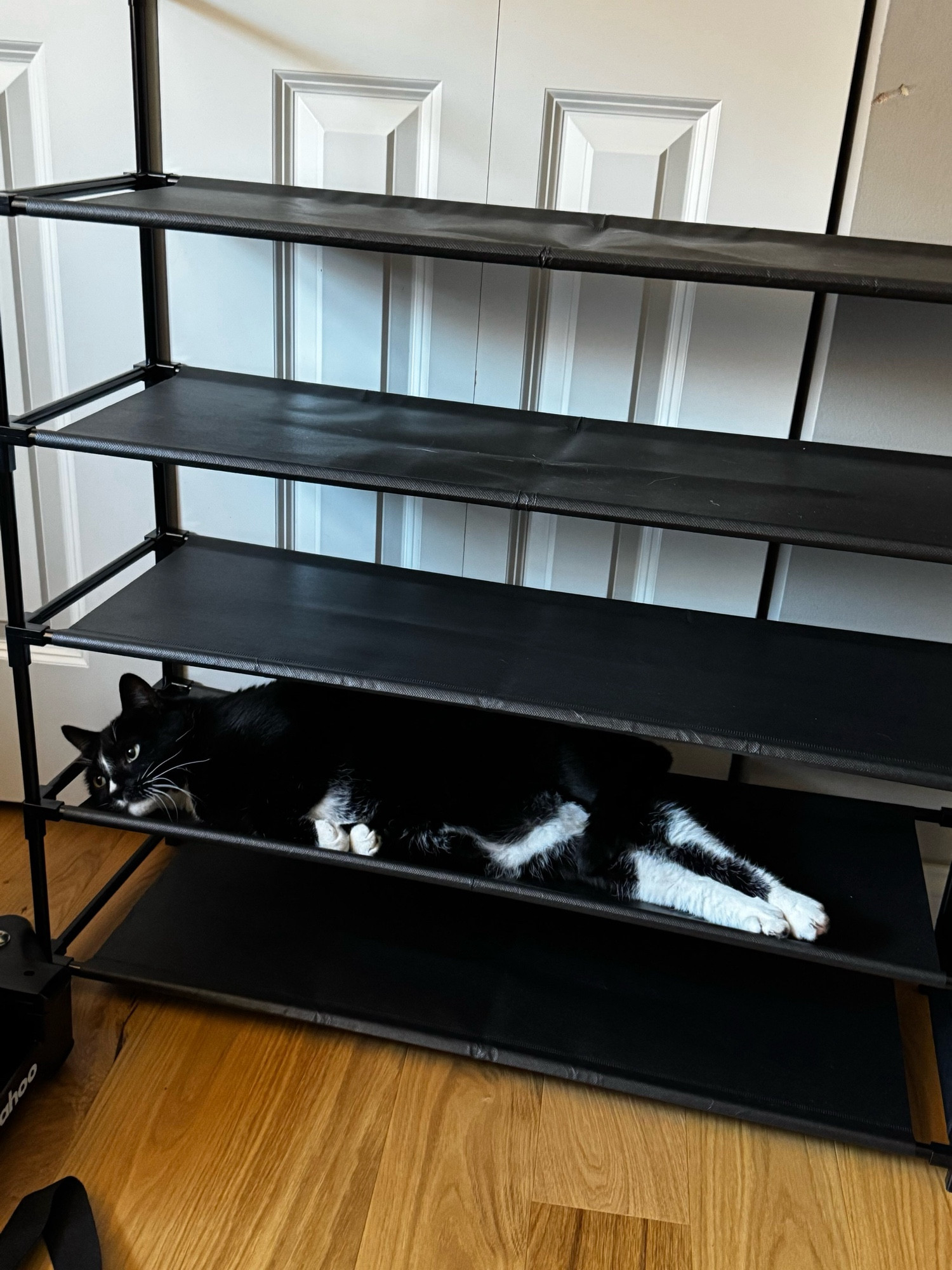 black and white tuxedo cat relaxing in the shoe rack like it's a hammock